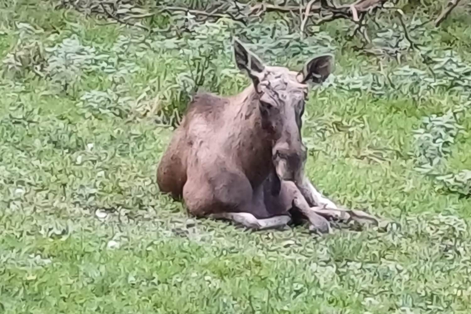 Parc Forestia - les Yacks