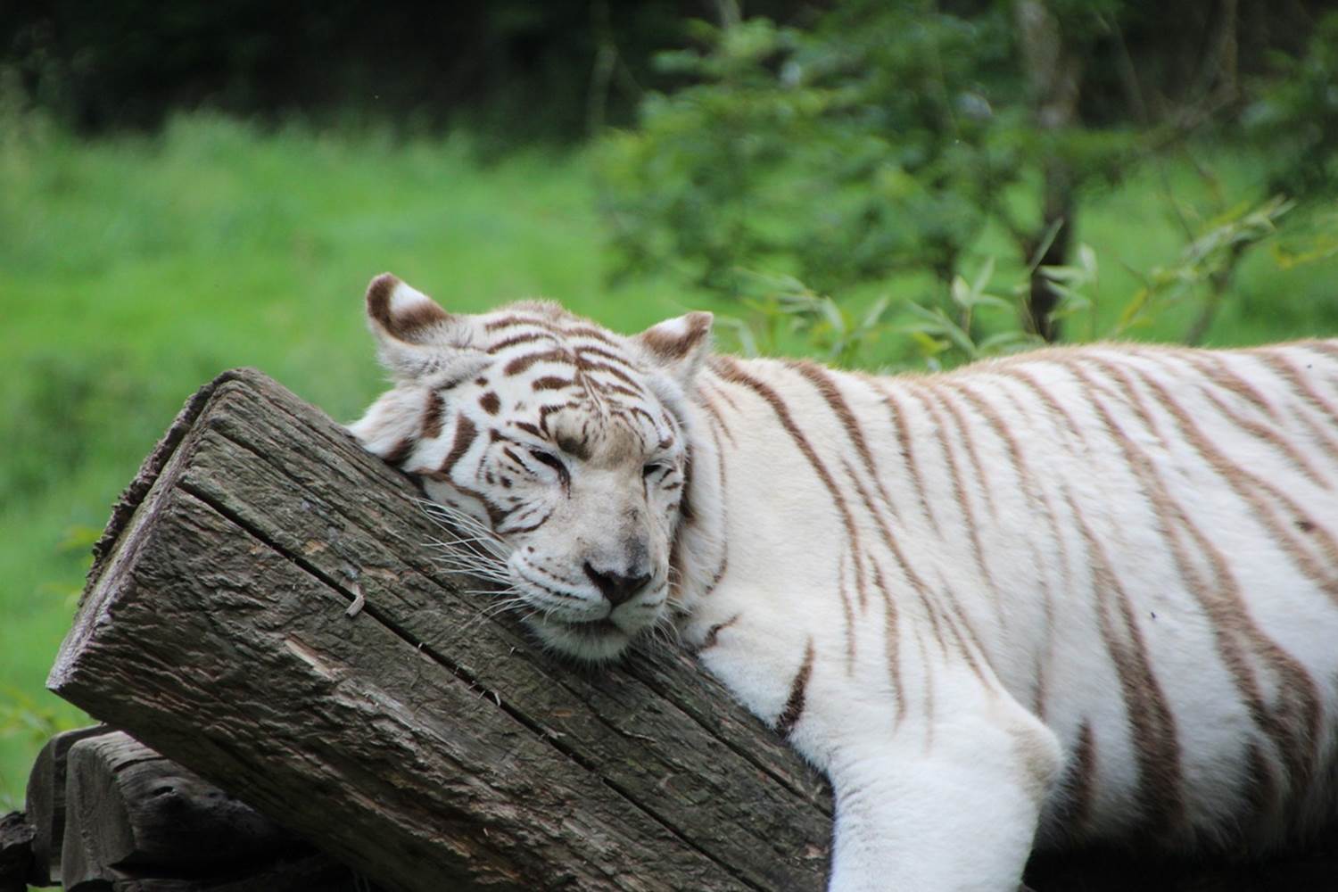 Zoo Cerza - Gîte 10 à 14 personnes proche Lisieux