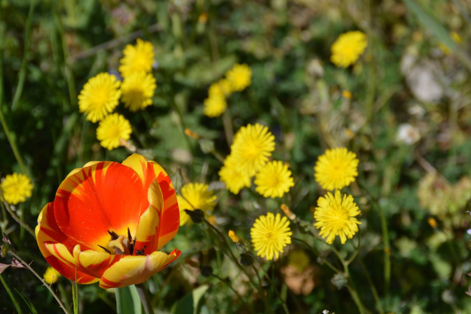 Fleurs à la bastide de Lure