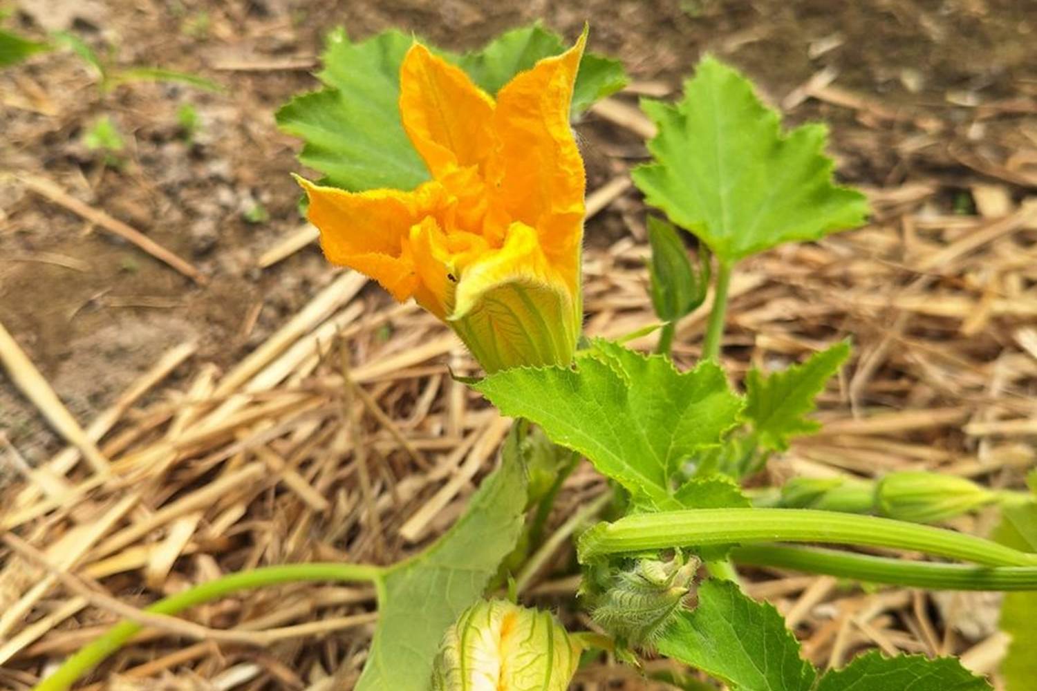 Verger et potager bio