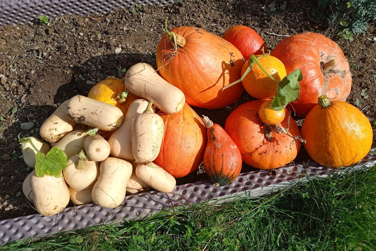 Le Répit de l'Oust - Les récoltes