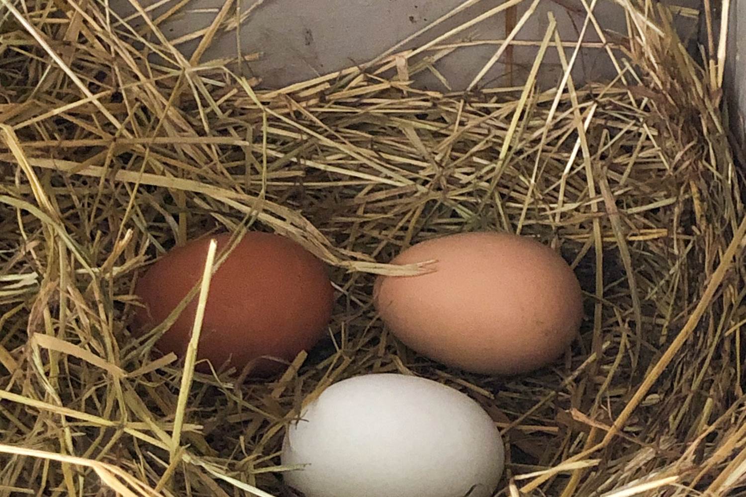 De bons oeufs pour les différentes préparations du petit-déjeuner