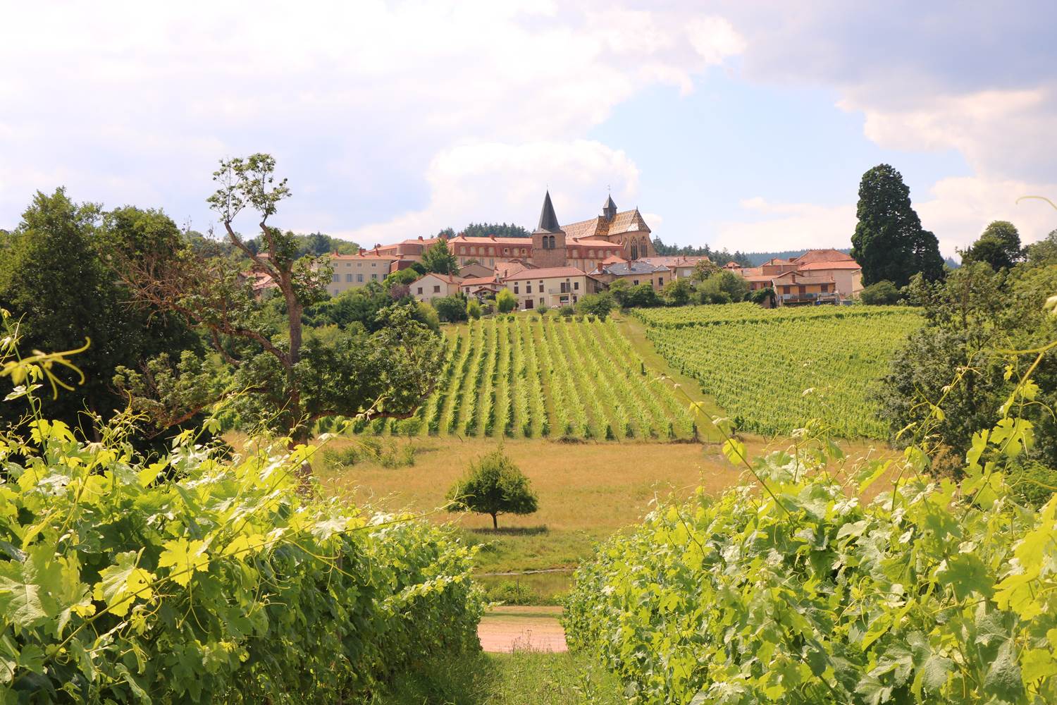 Le Vignoble de la Côte de Roannaise, Ambierle