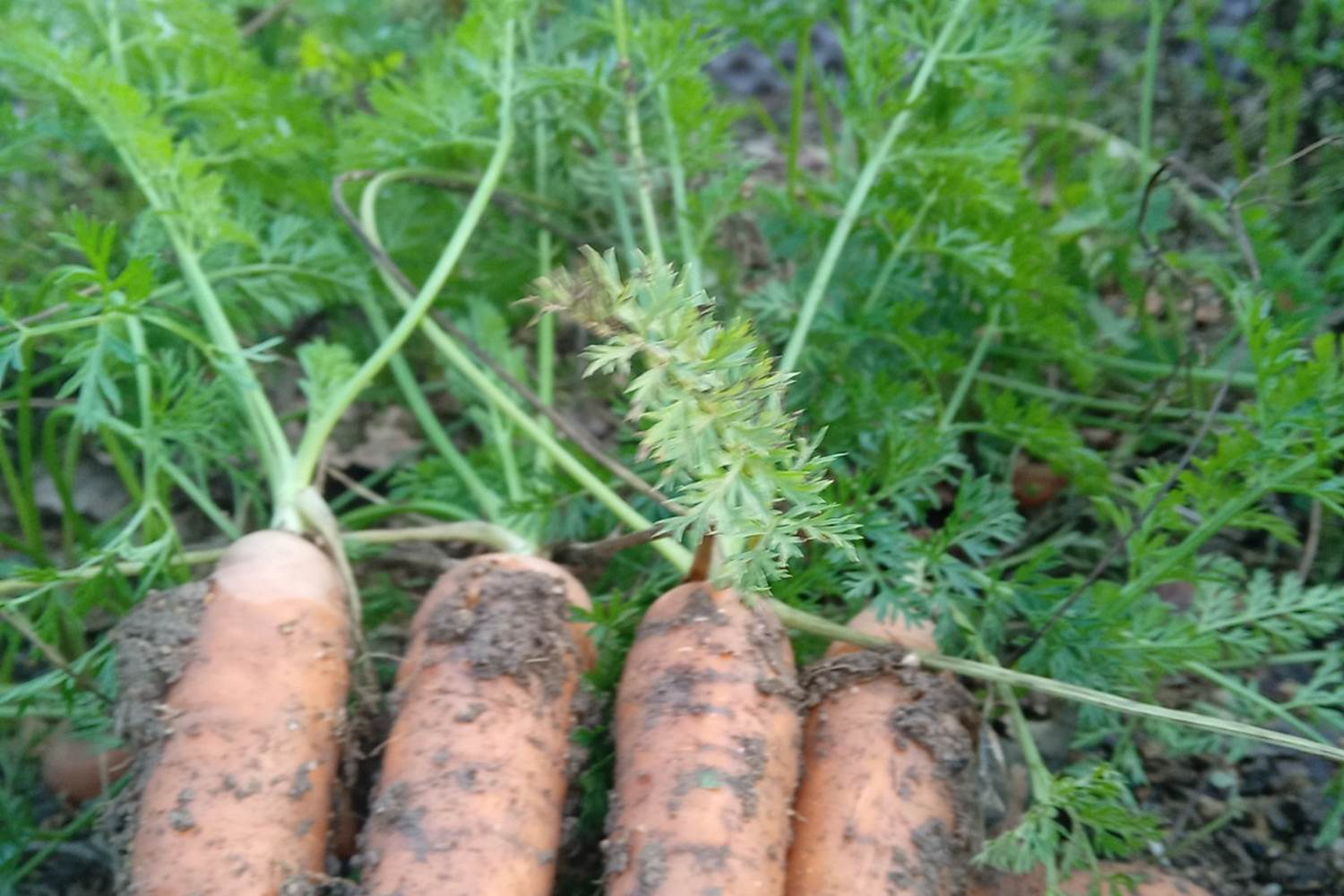Le Répit de l'Oust - Les récoltes