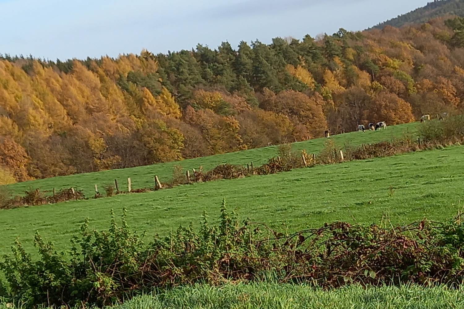 Vue de la route du Maquisard