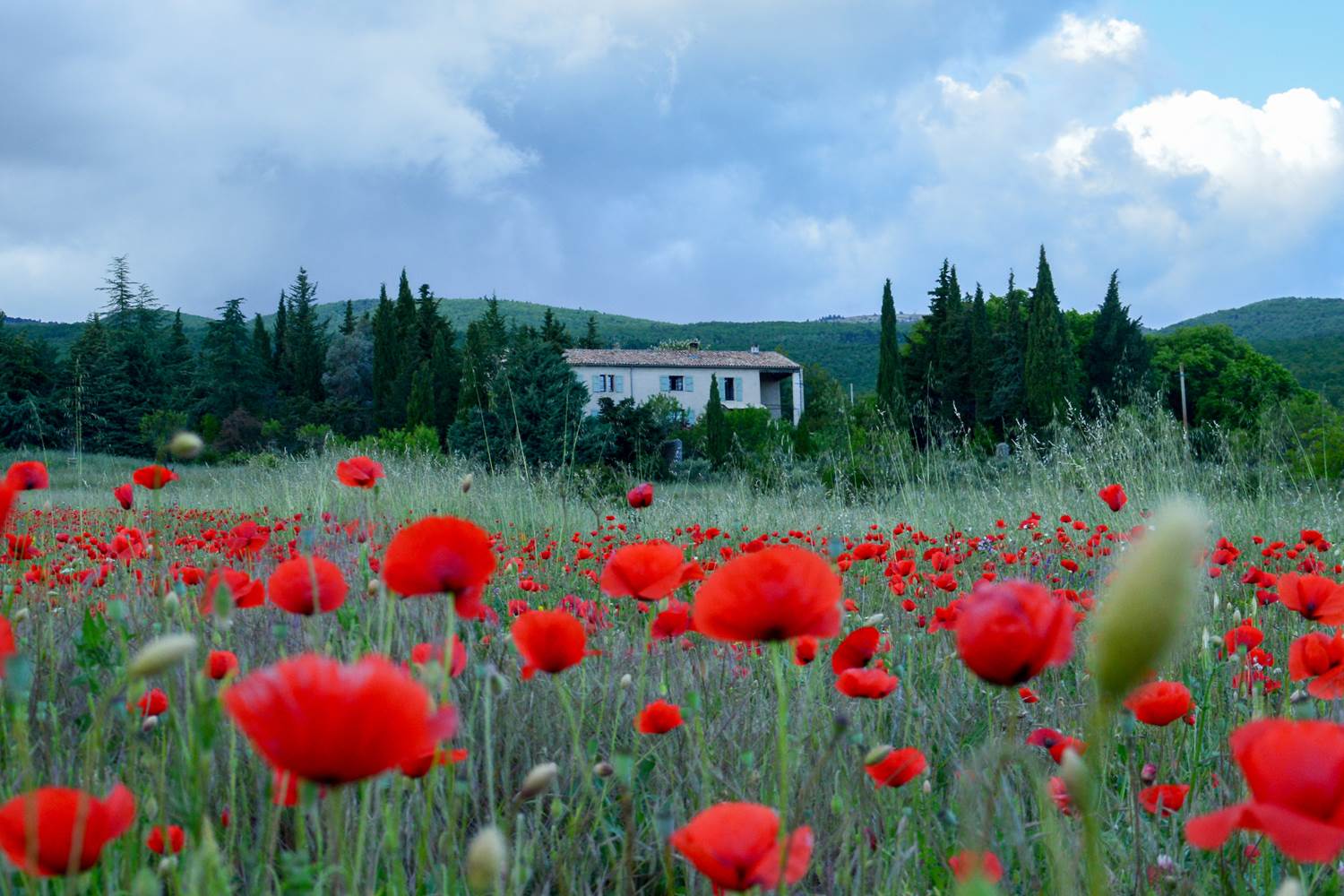 Les champs de coquelicots