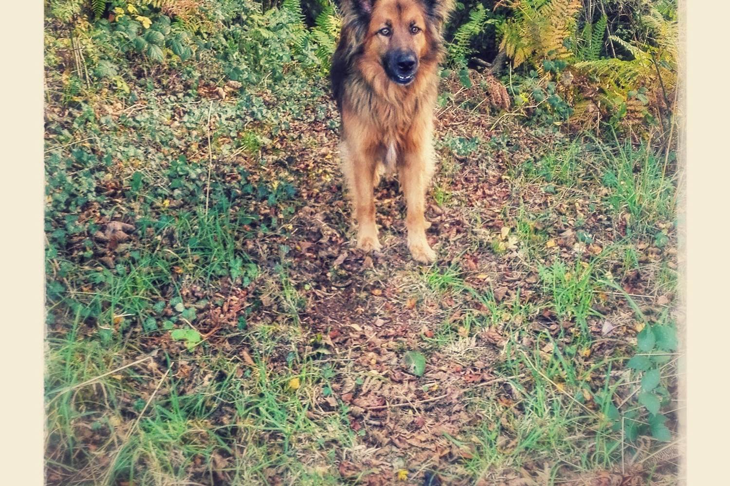 woofie; votre meilleur guide, Woefie, je beste gids