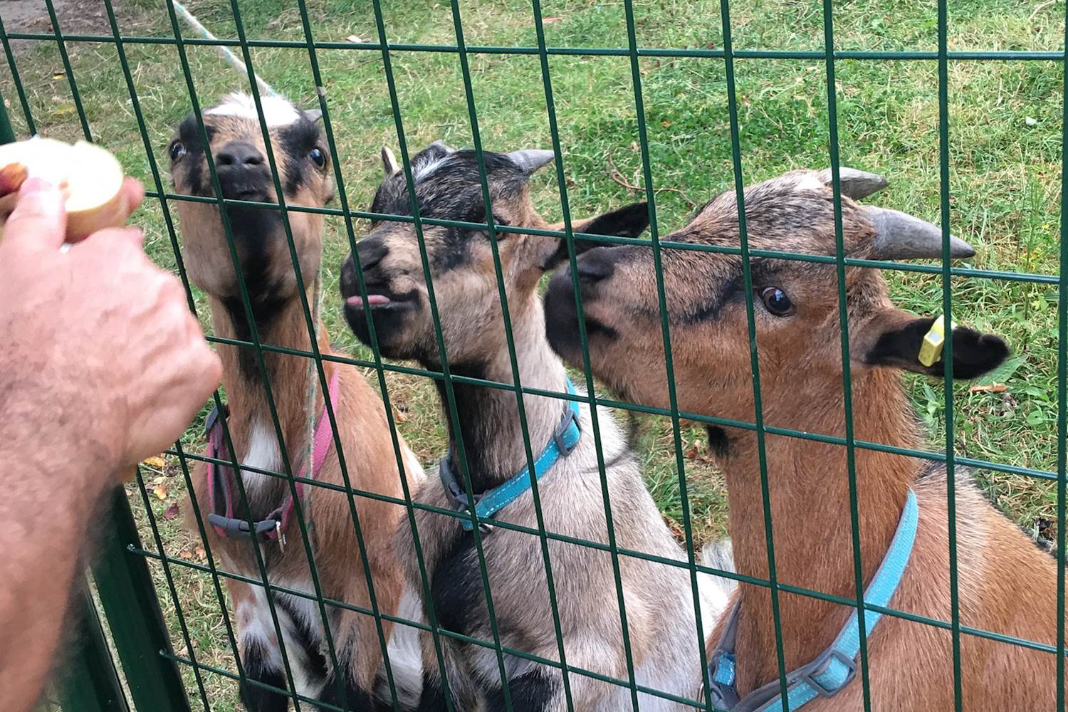 Nos 3 chèvres : Tybou, Tybi et Tynou appréciant beaucoup les pommes du verger