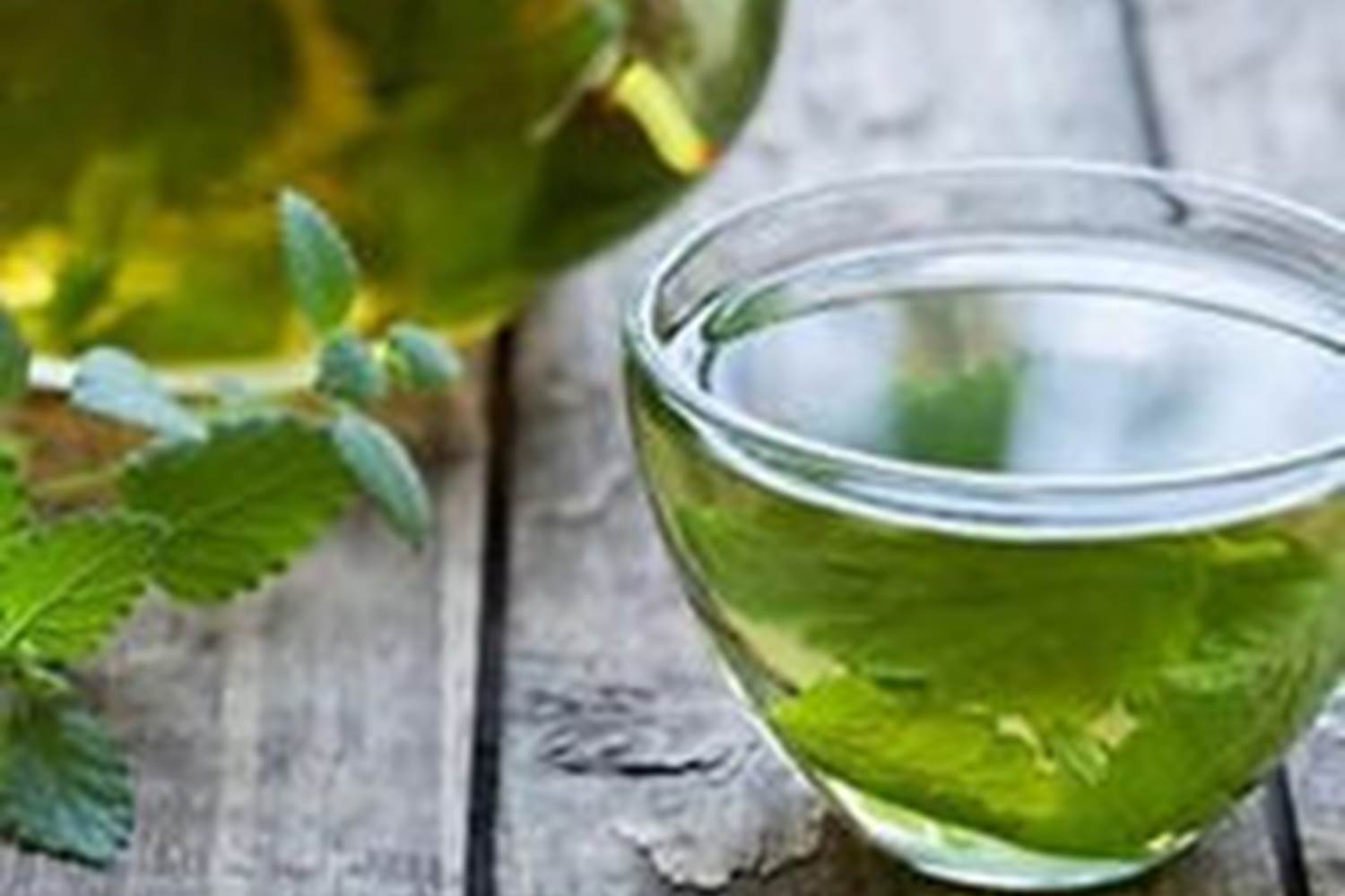 Des tisanes à volonté avec les feuilles fraîches du jardin