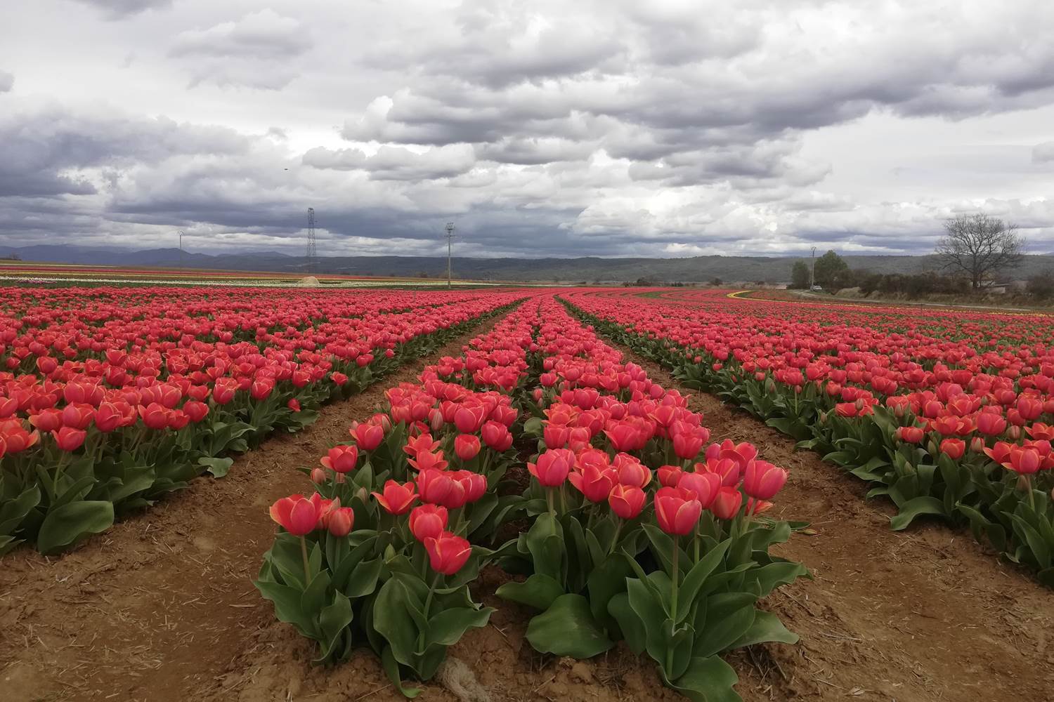 Des champs de tulipe sans fin