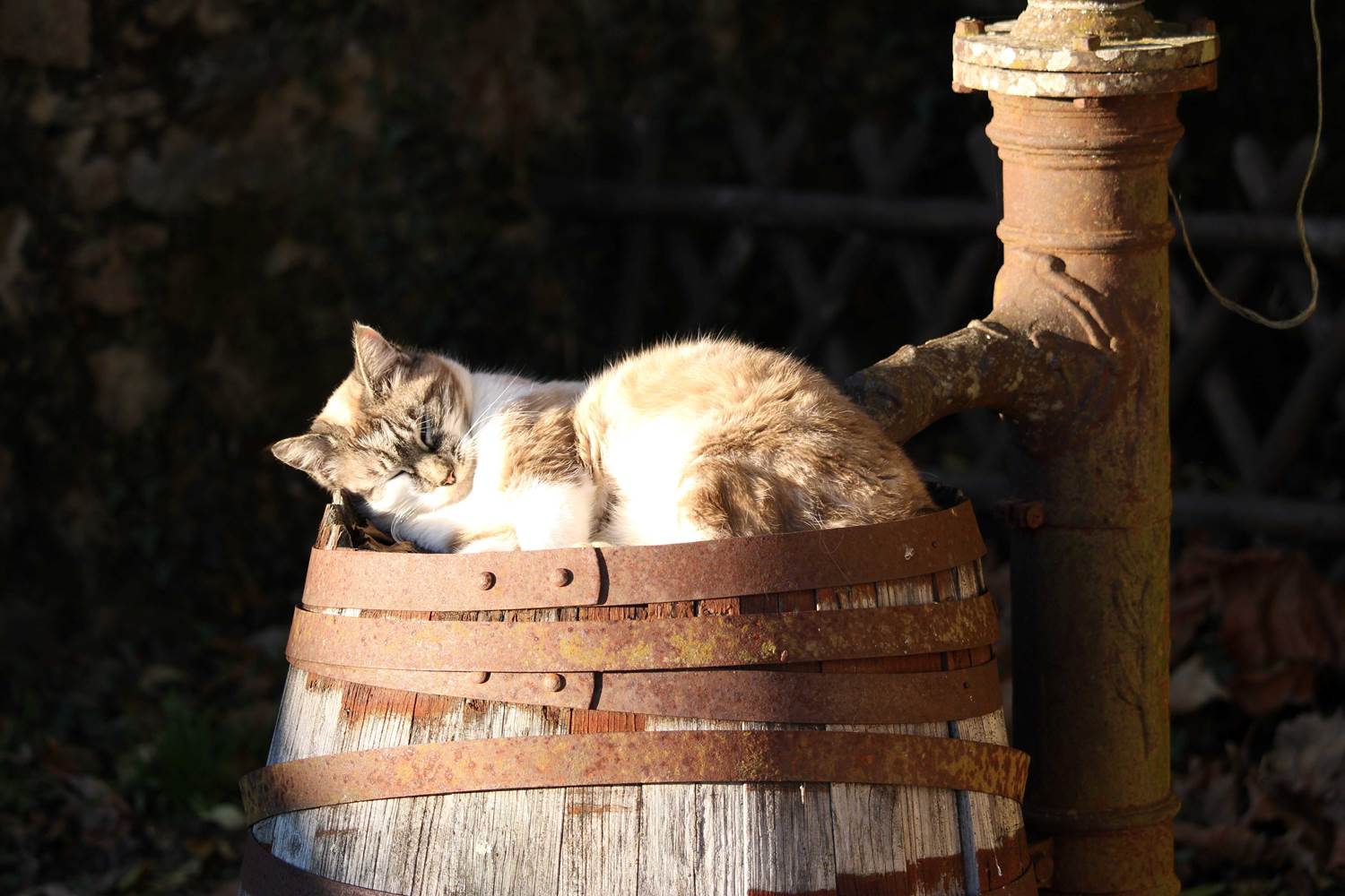 animaux au camping, camping à la ferme