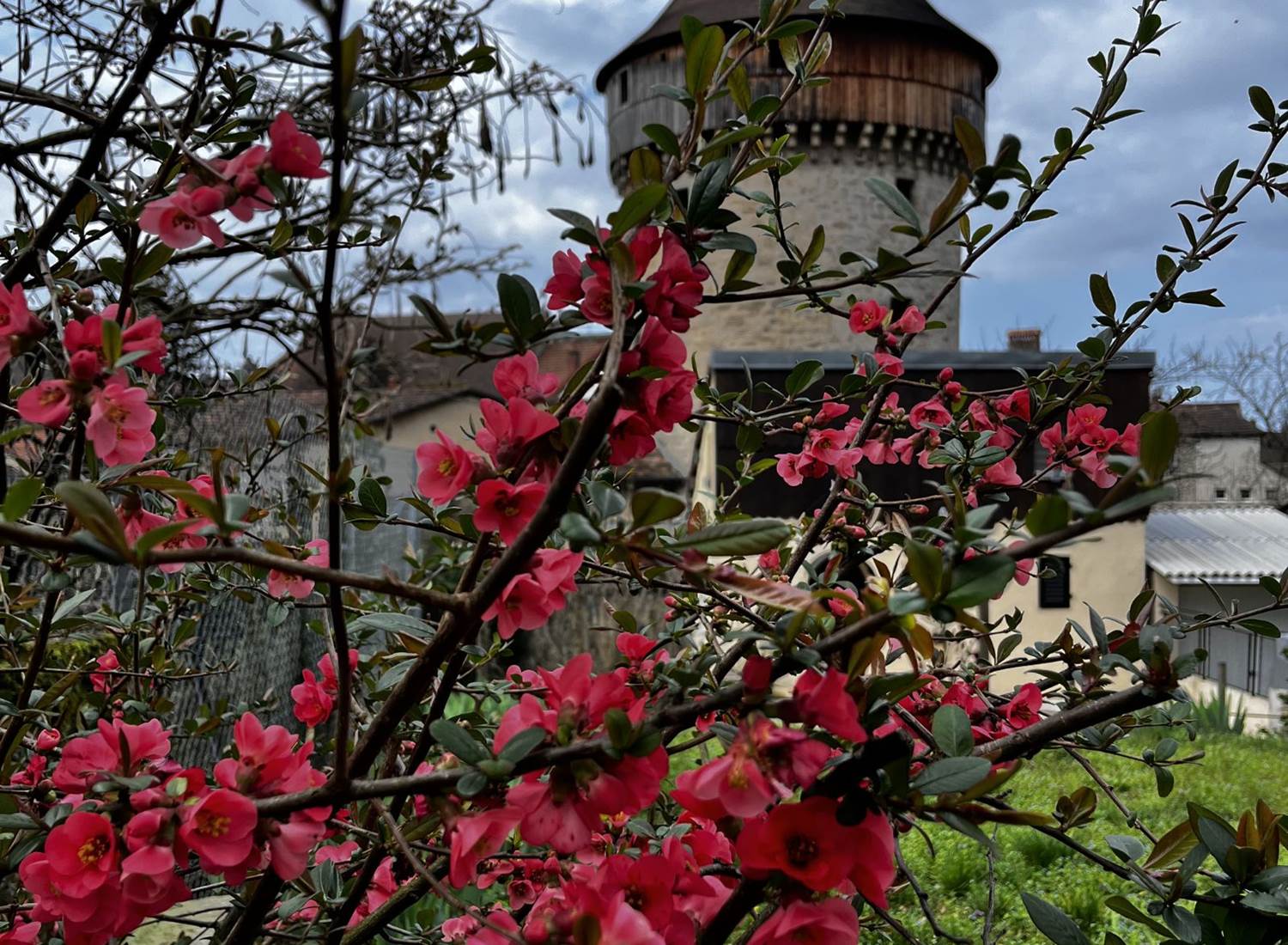 Explosion de couleurs devant la tour de la Sergenterie - Poligny