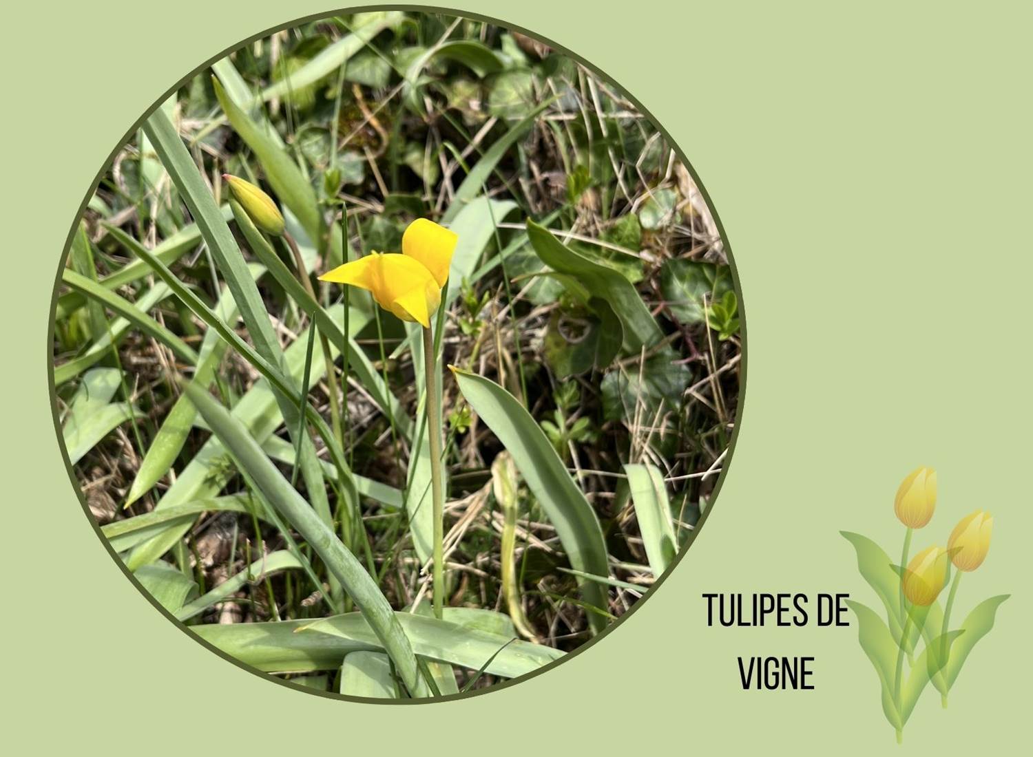 Tulipes de vigne en formation