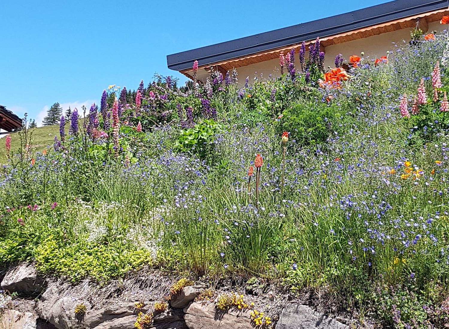 fleurs devant le chalet