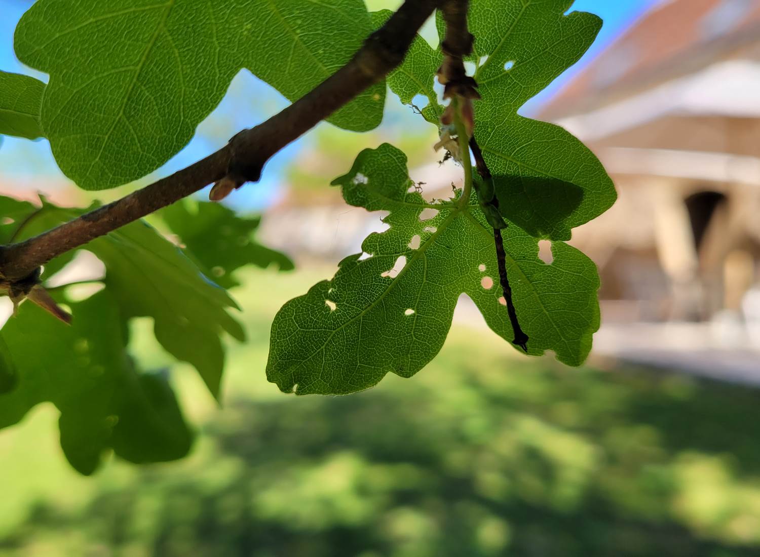 Les Enclos Secrets - La Nature