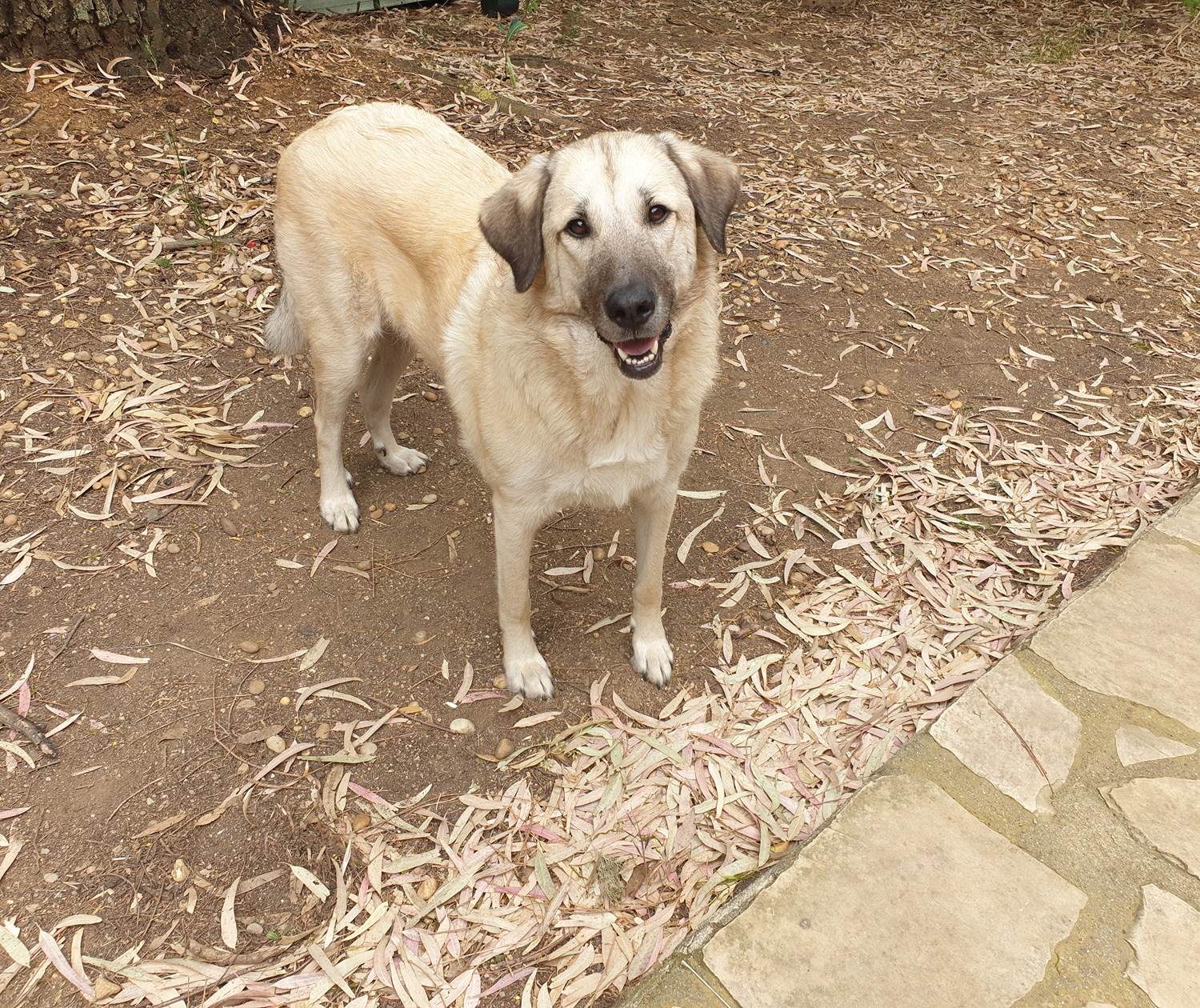 LES CHAMBRES DE MON P'TIT MAS - TARA