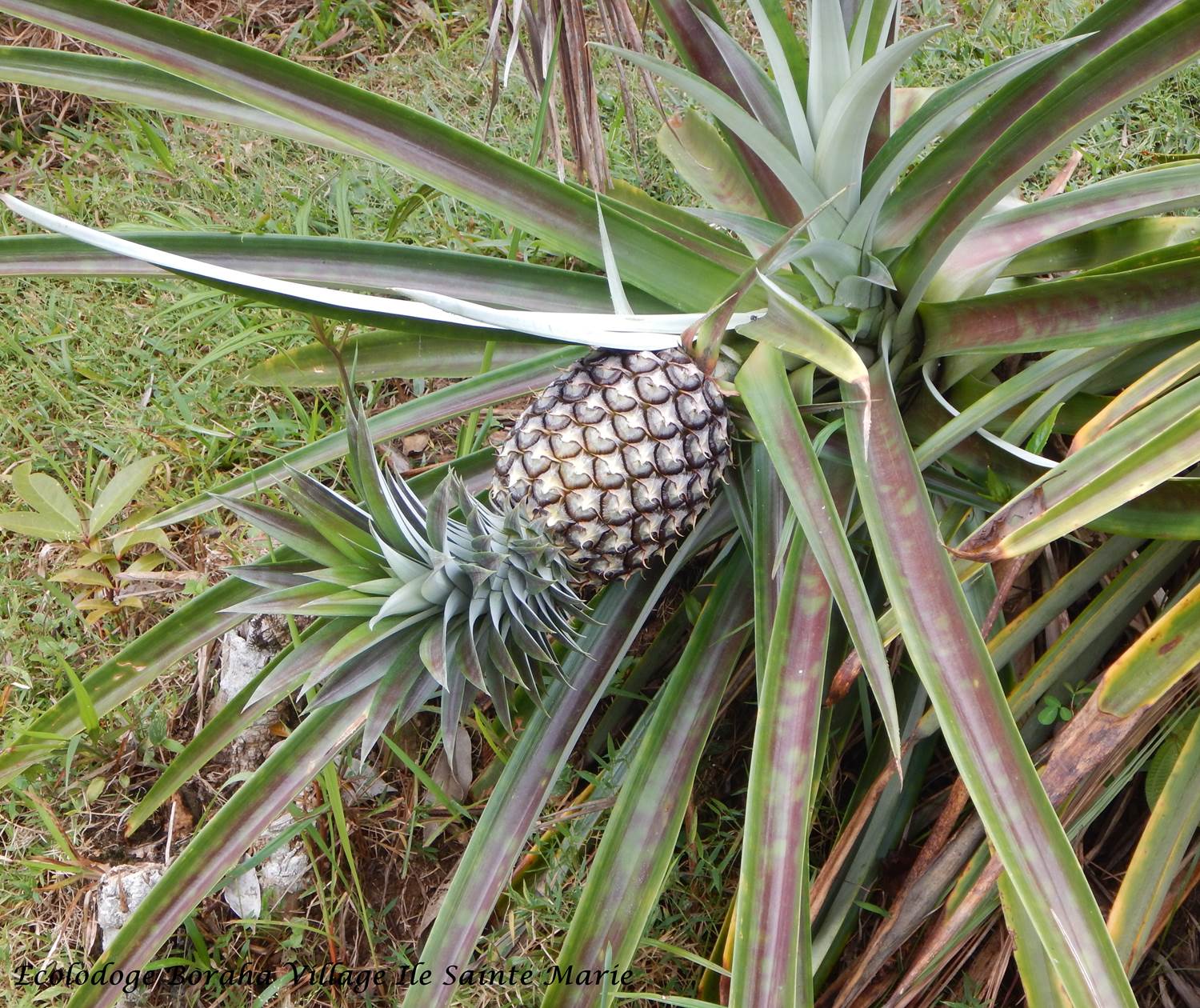 Jardin Boraha Village Ile Ste Marie Madagascar 12
