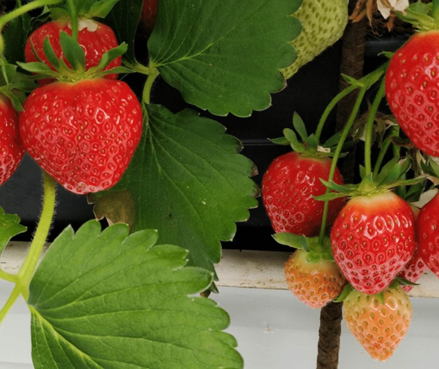 Les Fraises production Baie de Somme...