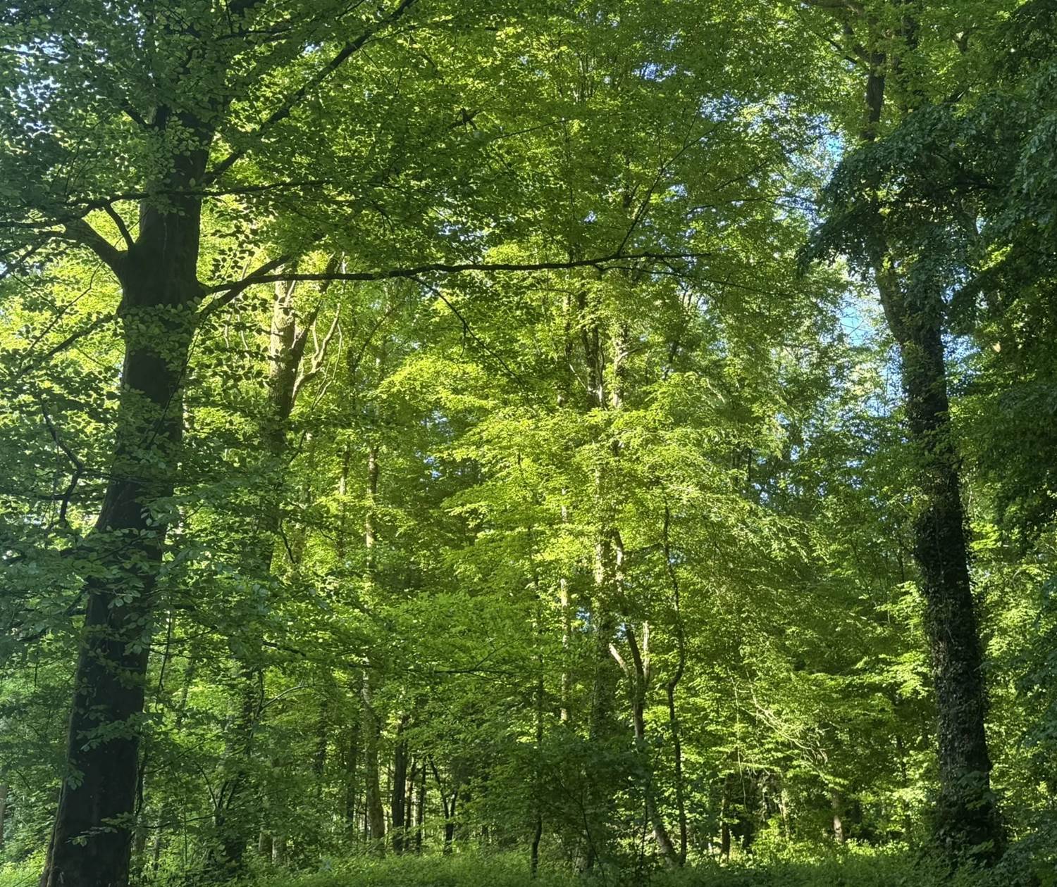 Foret du Val Saint Pierre