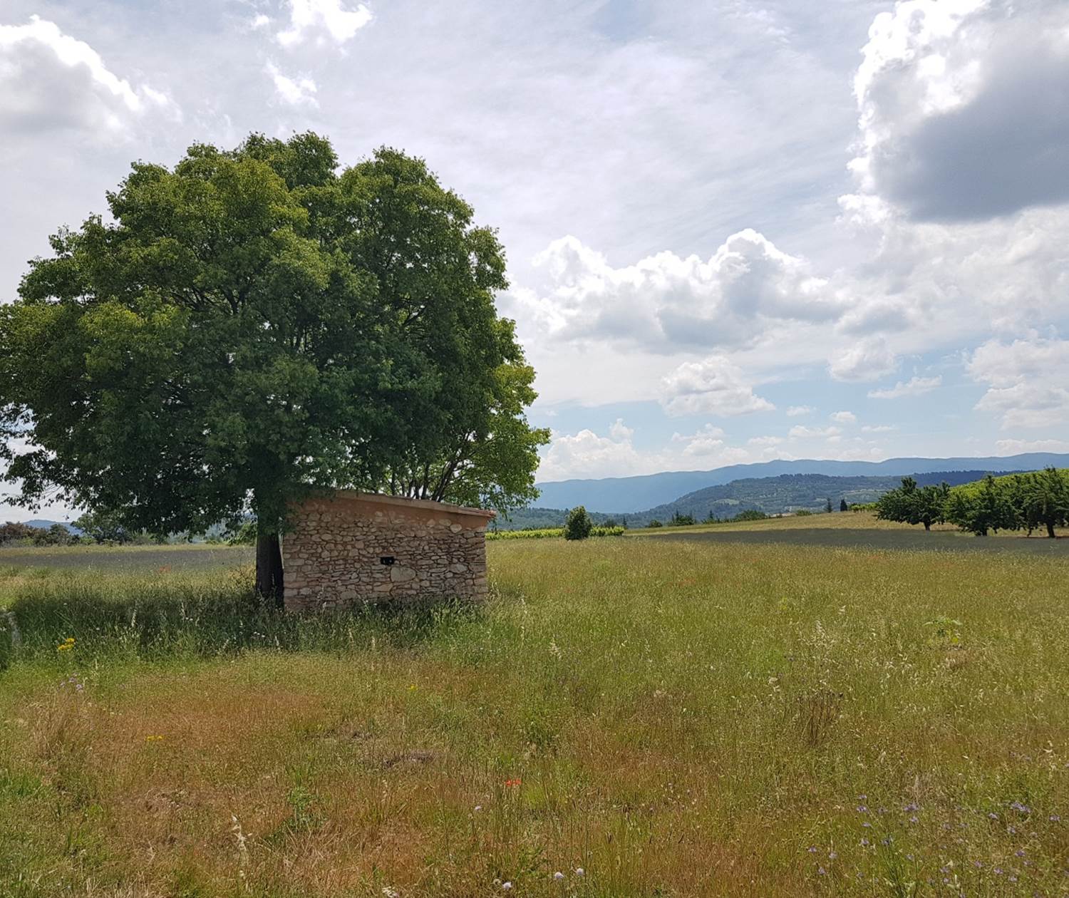 Cabanon_et_arbre_provence_luberon_st_saturnin_les_apt