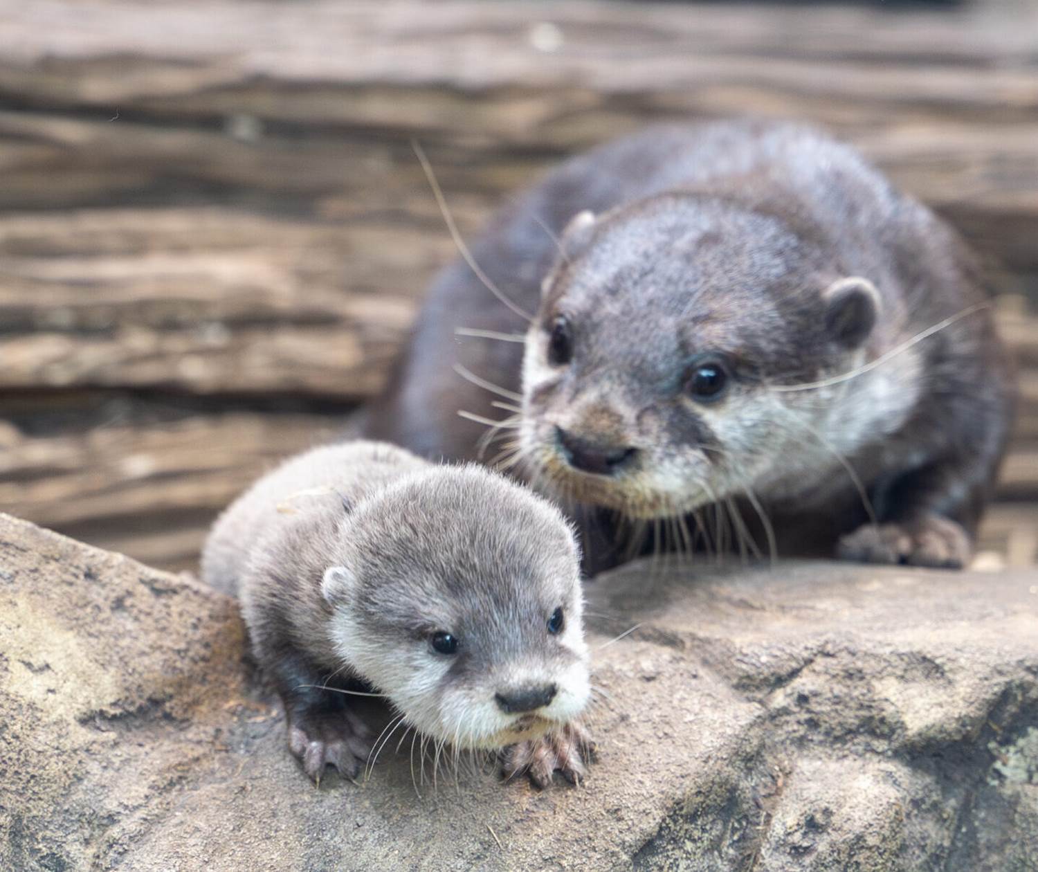 Loutre nature natura 2000 animaux faune correze