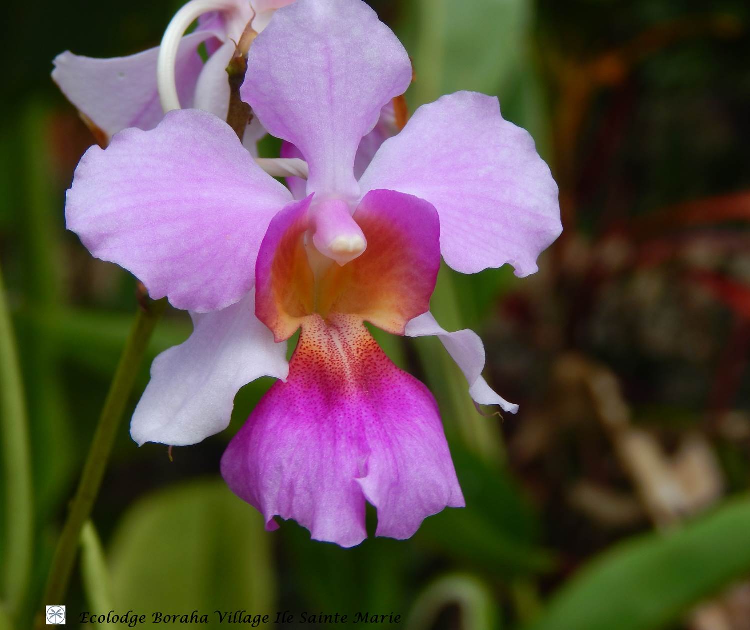 Jardin Boraha Village Ile Ste Marie Madagascar 11