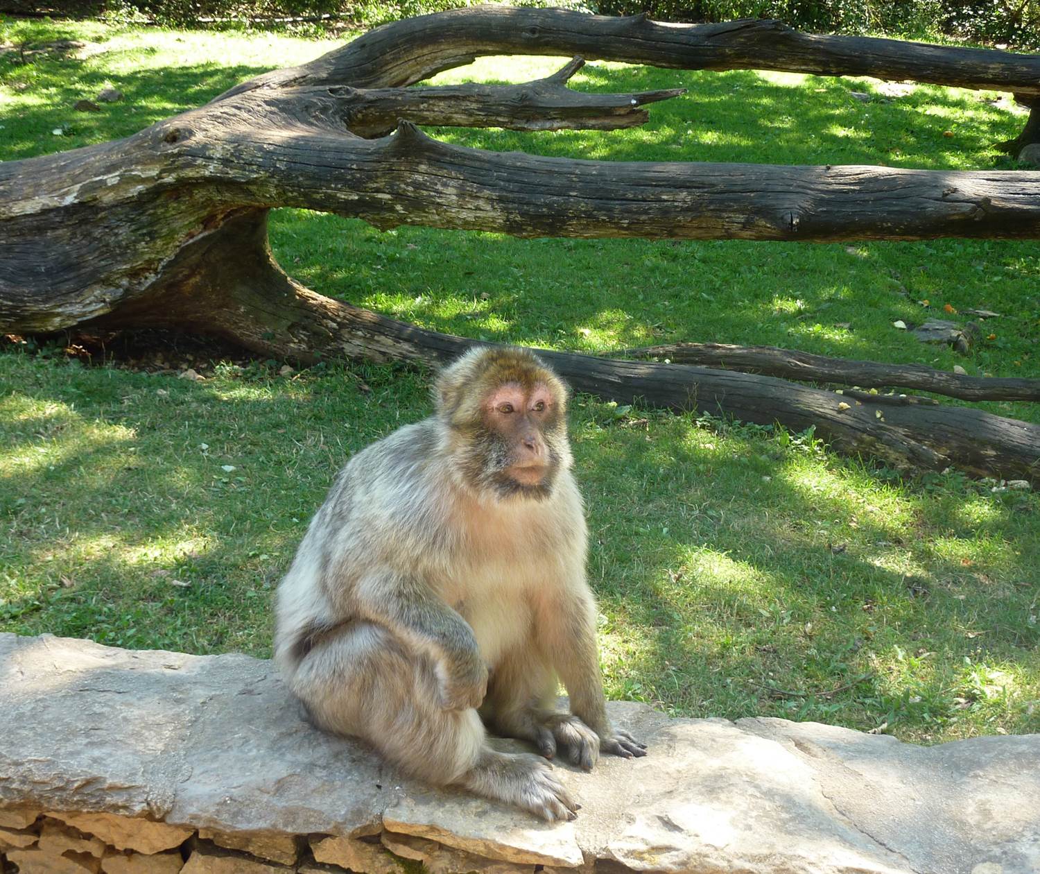 Forêt des Singes à Rocamadour © Lot Tourisme - E