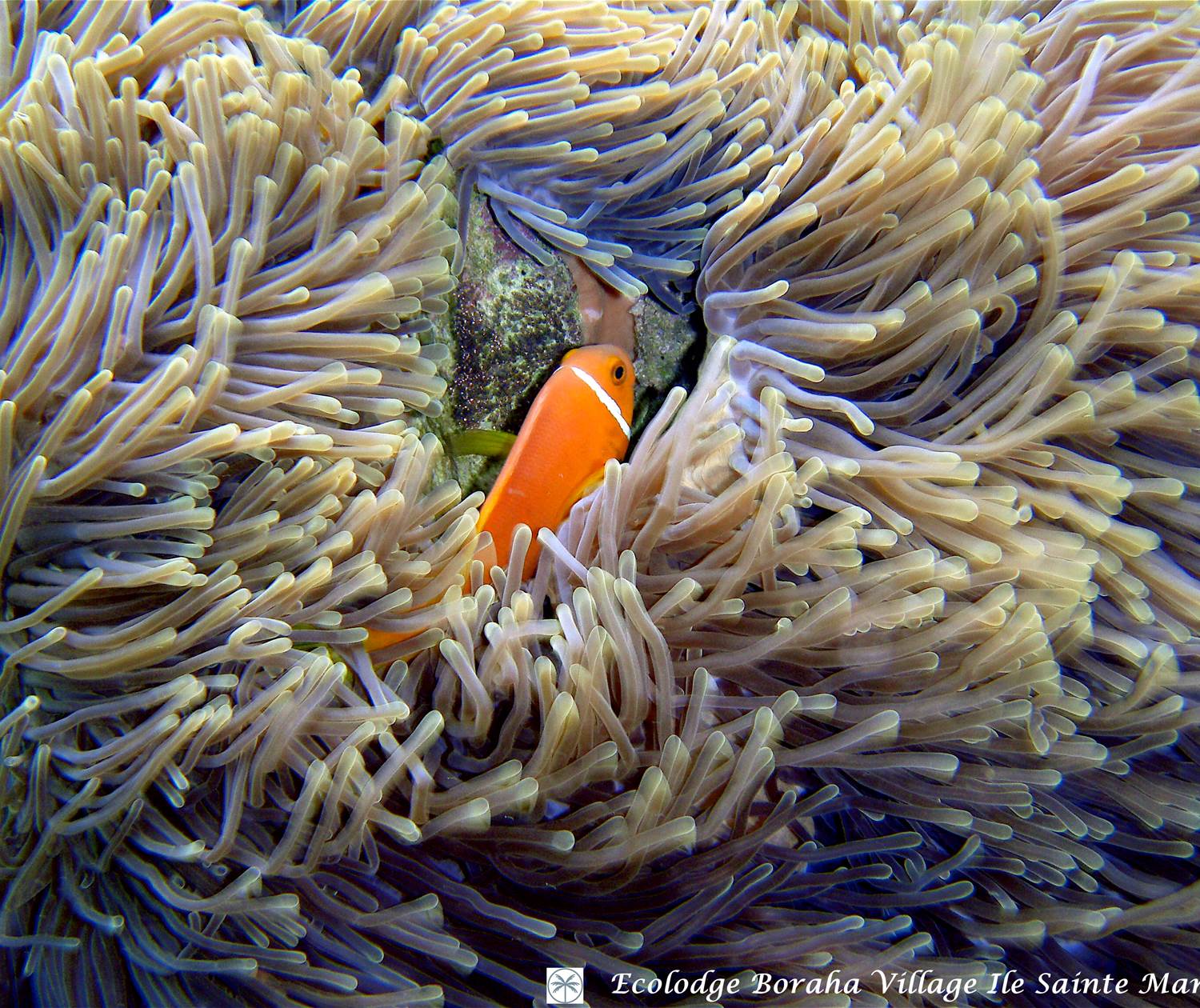 Faune Marine Boraha VIllage Ile Ste Marie Madagascar 04