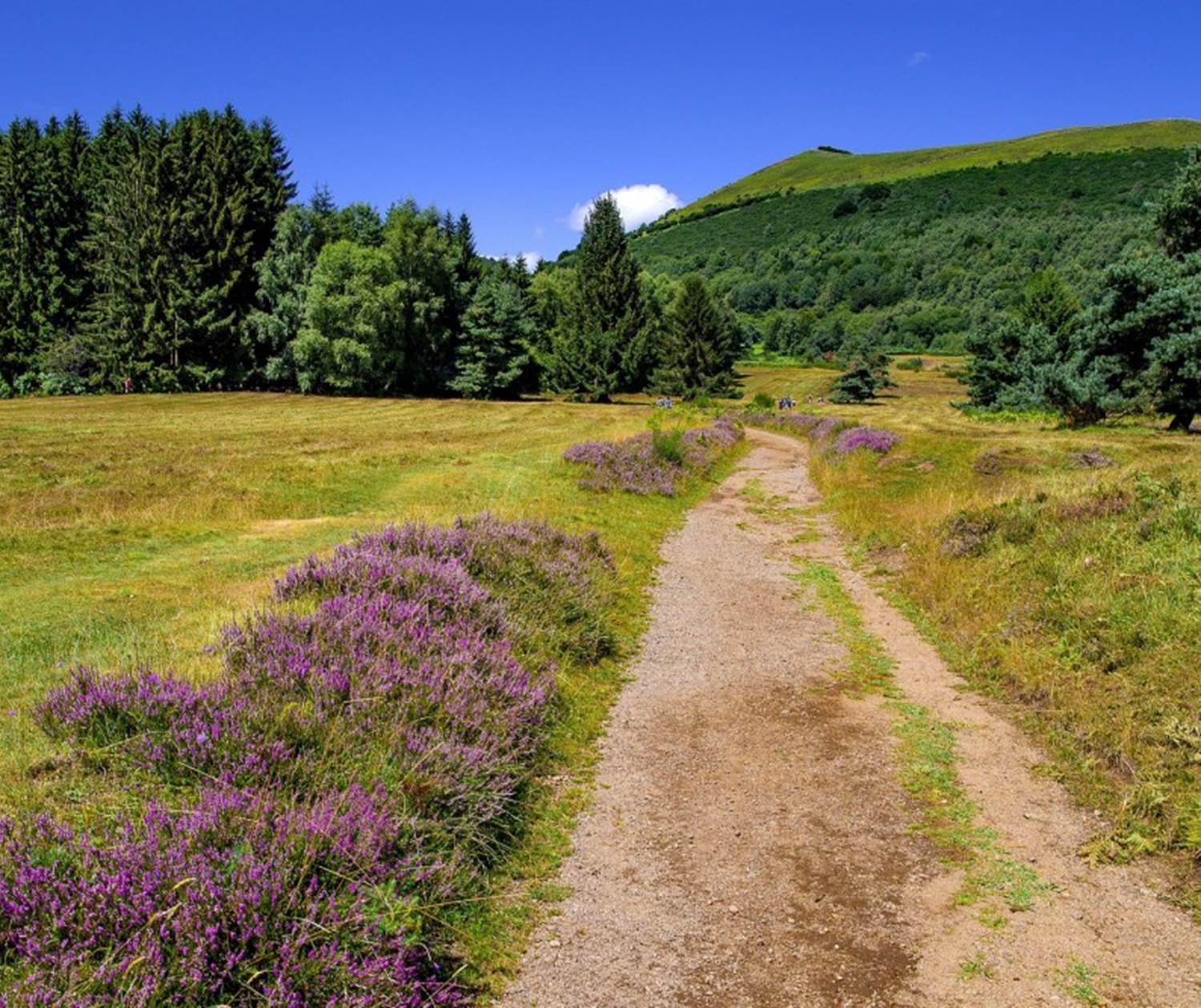 Balades et randonnées faciles dans le Parc des Volcans d'Auvergne