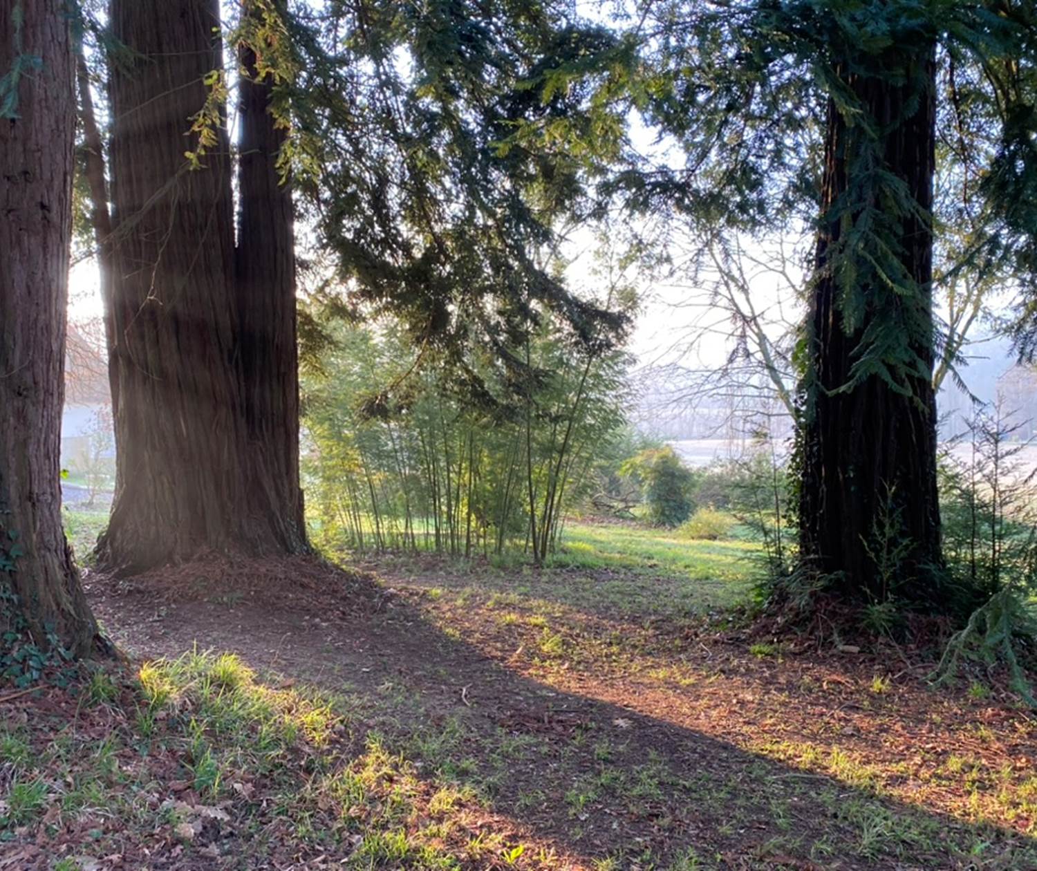 vue à travers les séquoias géants