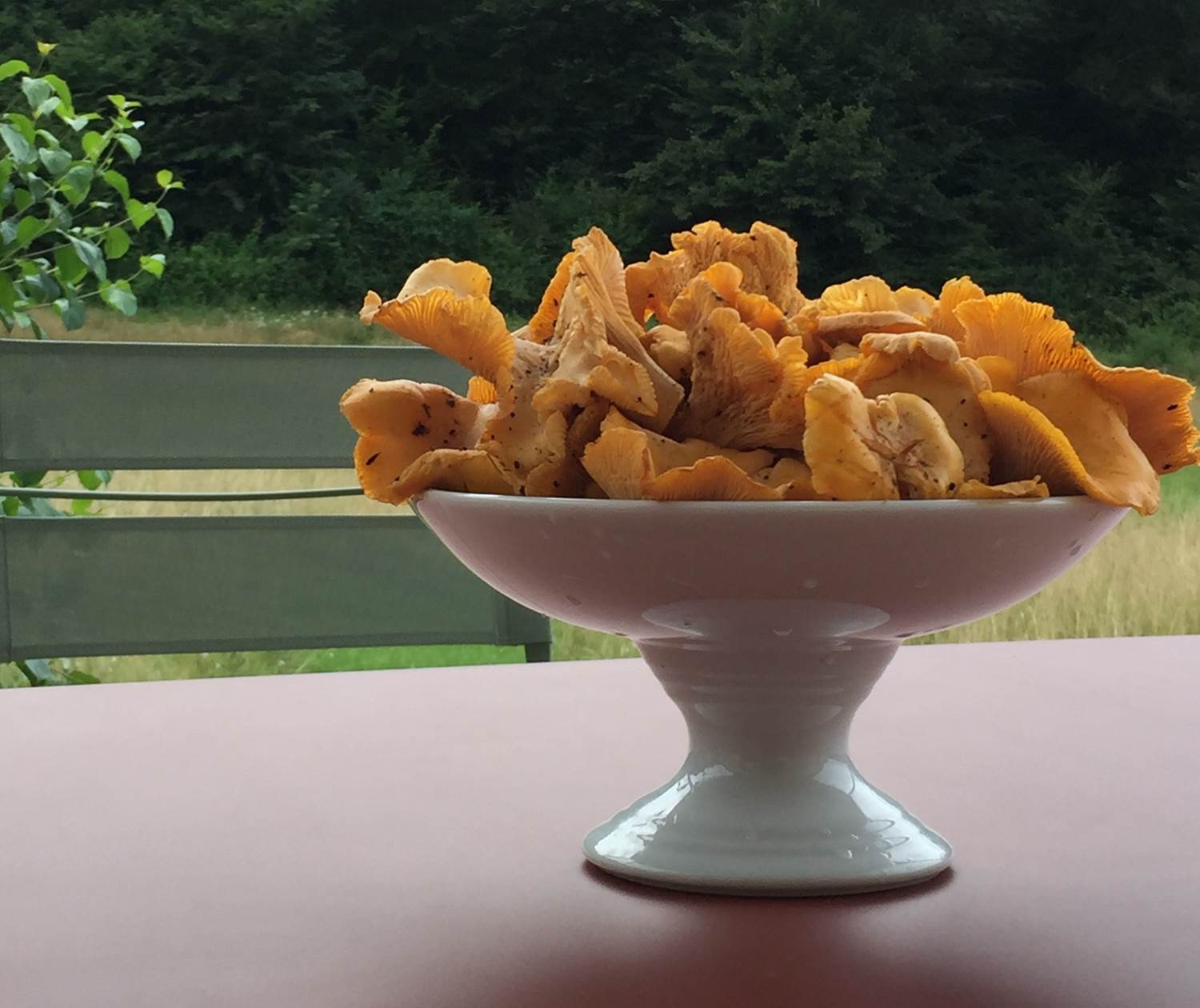 Cueillette des champignons