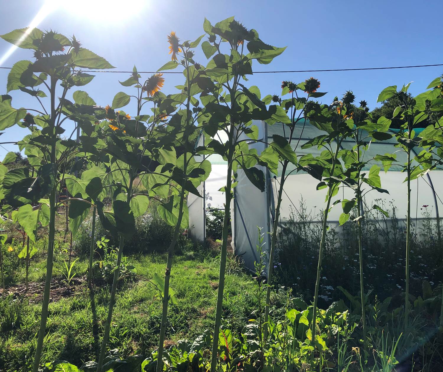 A l'ombre des tournesols géants