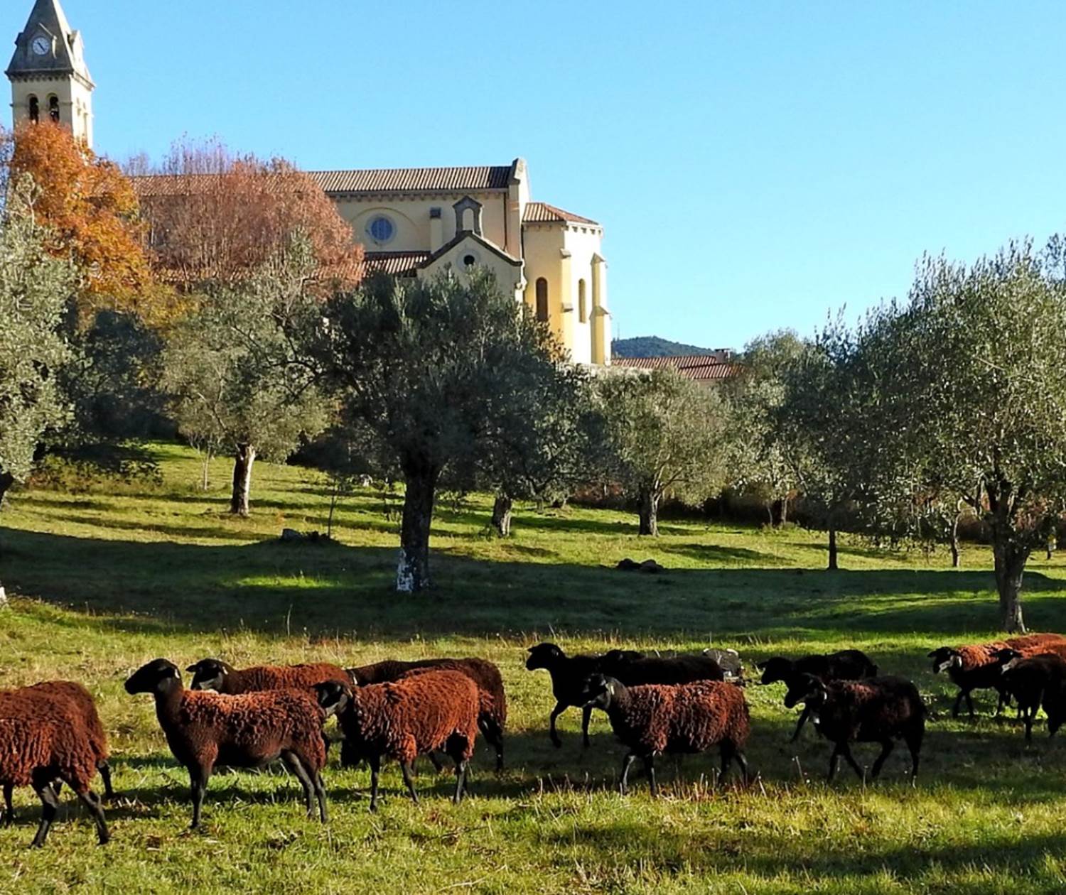 Troupeau de brebis pâturant devant l'église de Sainte-Marie-Siché, au cœur de la vallée de l'Ornano en Corse-du-Sud.