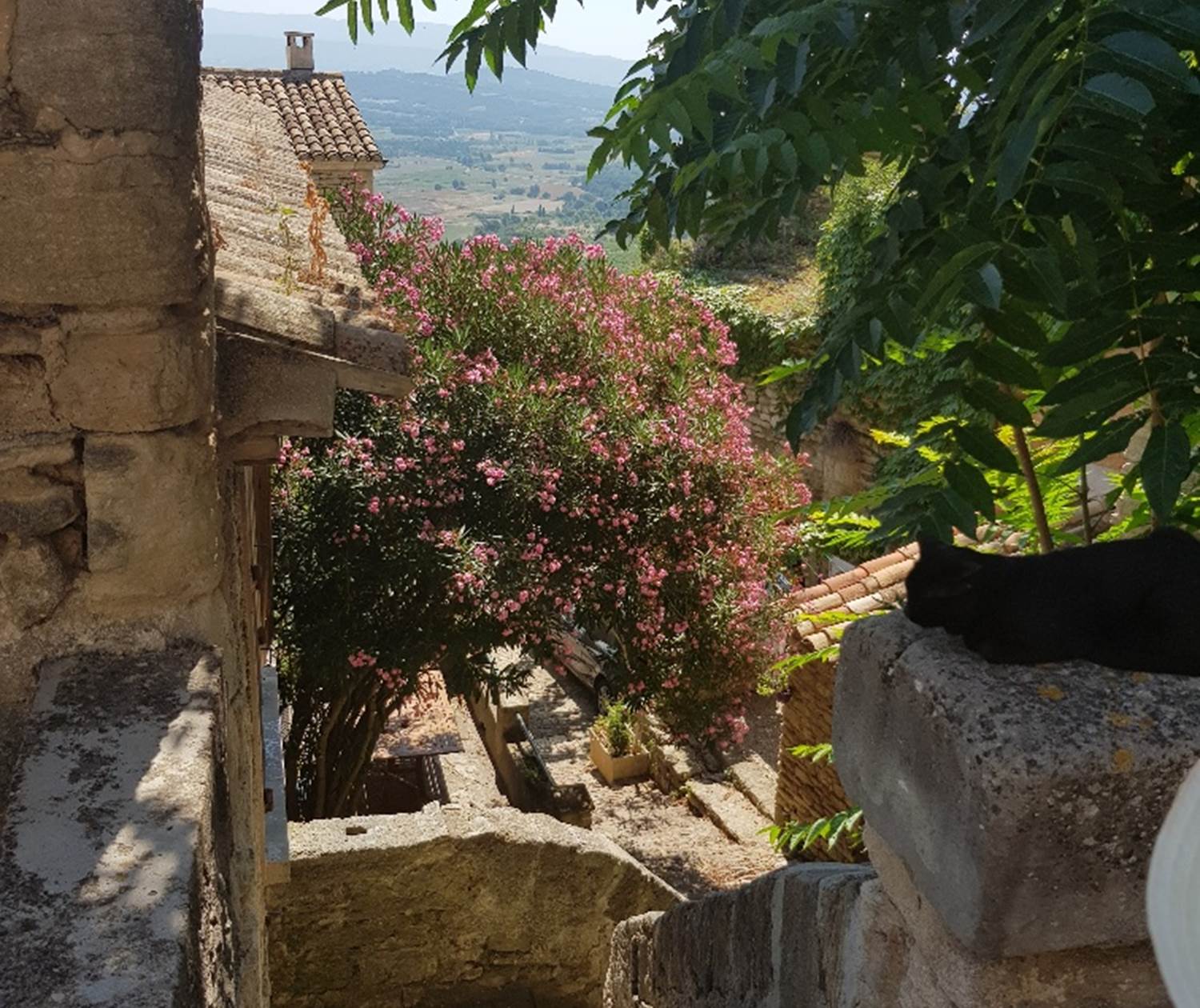 Gordes laurier rose sublime Provence