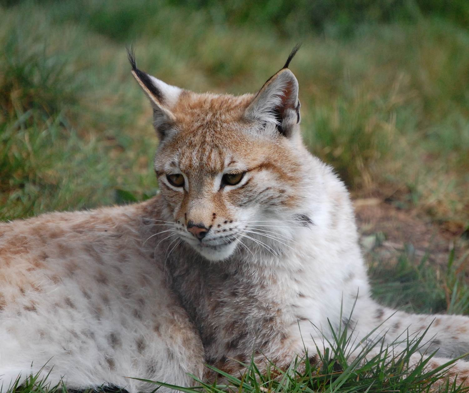 lynx2