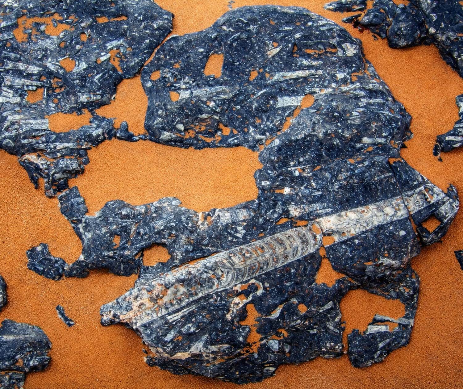 Les orthocères fossilisés dans la région d'Erfoud