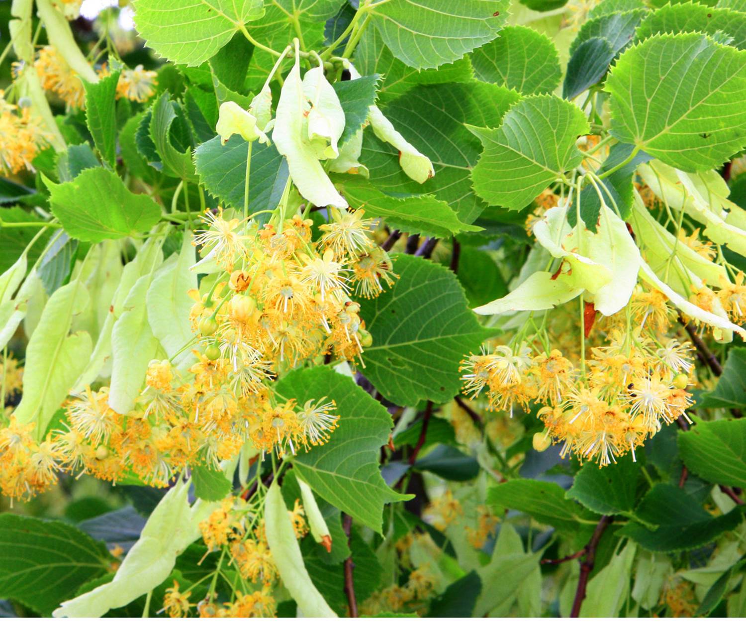 Tilleul en fleurs. Copyright. 4866--HOCQUEL_A_-_VPA-1600px