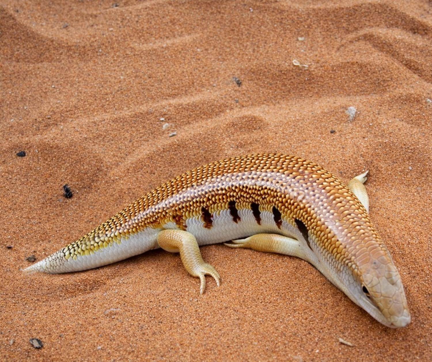 Un poisson des sables