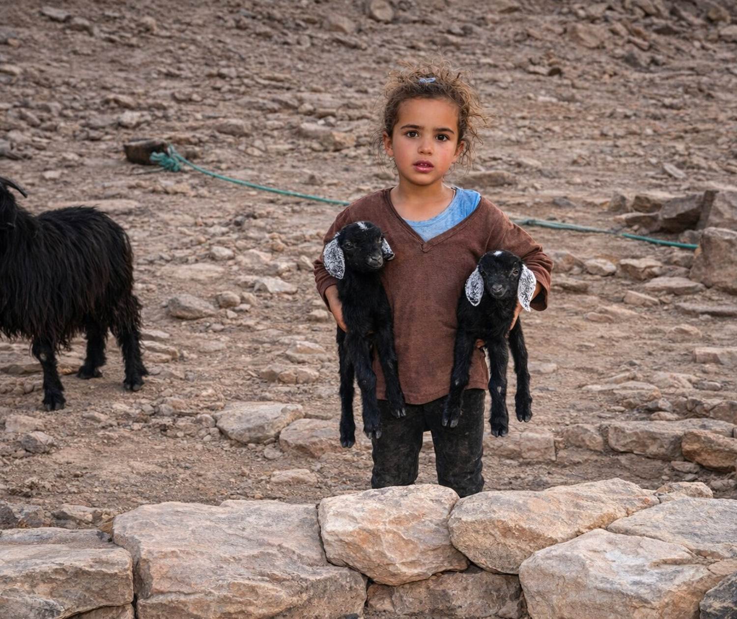 Une petite fille nomade ramène ses chevreaux