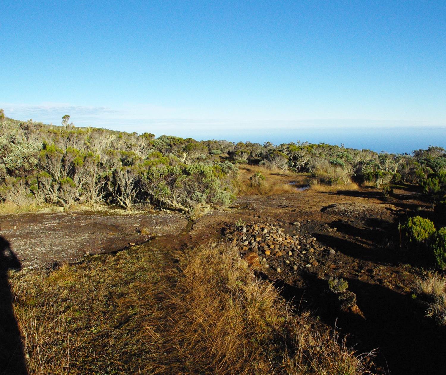 Forêt d'altitude Plaine des Chicots