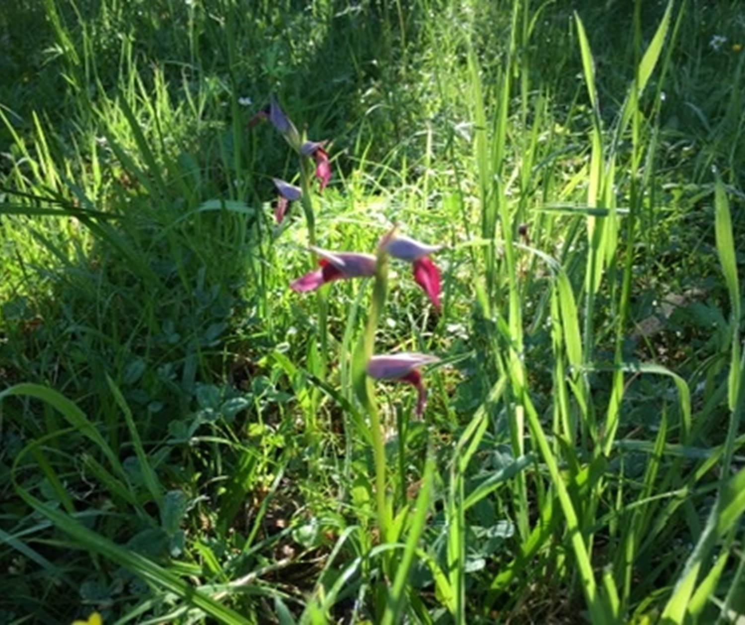 Wild Tongue orchids growing in the park