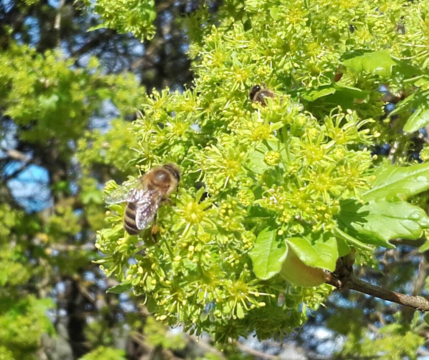 Apis Mellifera ou abeille noire dans les érables champêtres