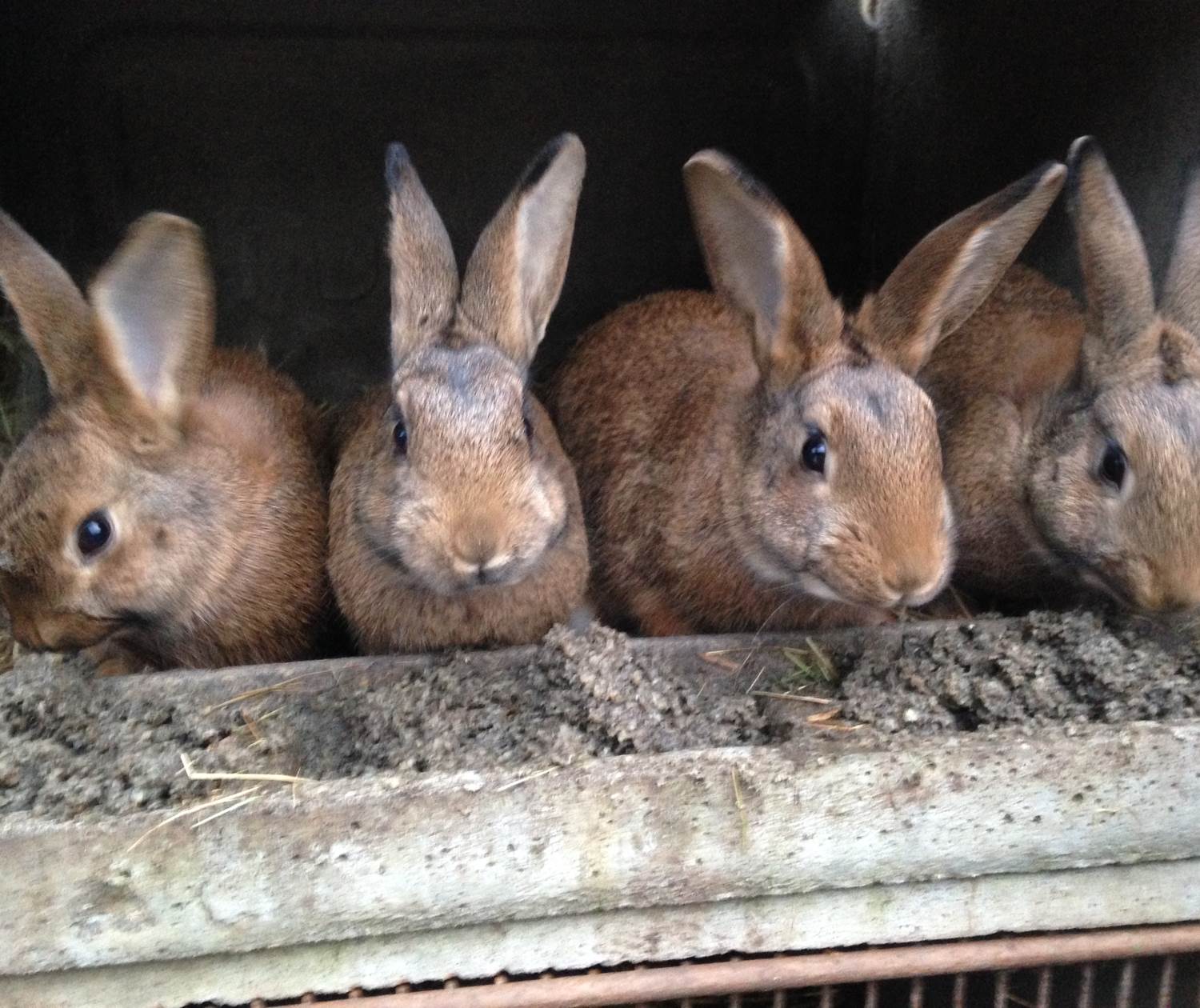 séjour à la ferme en permaculture - des pratiques insolites avec les animaux - les lapins mes tondeuses préférées