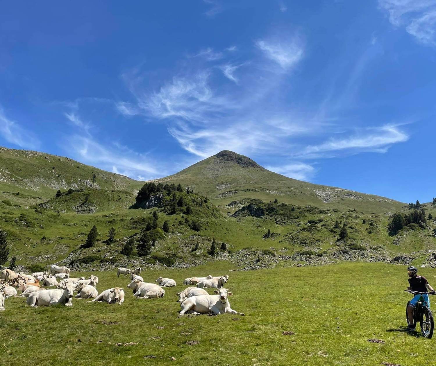 Avec les troupeaux à l'estive