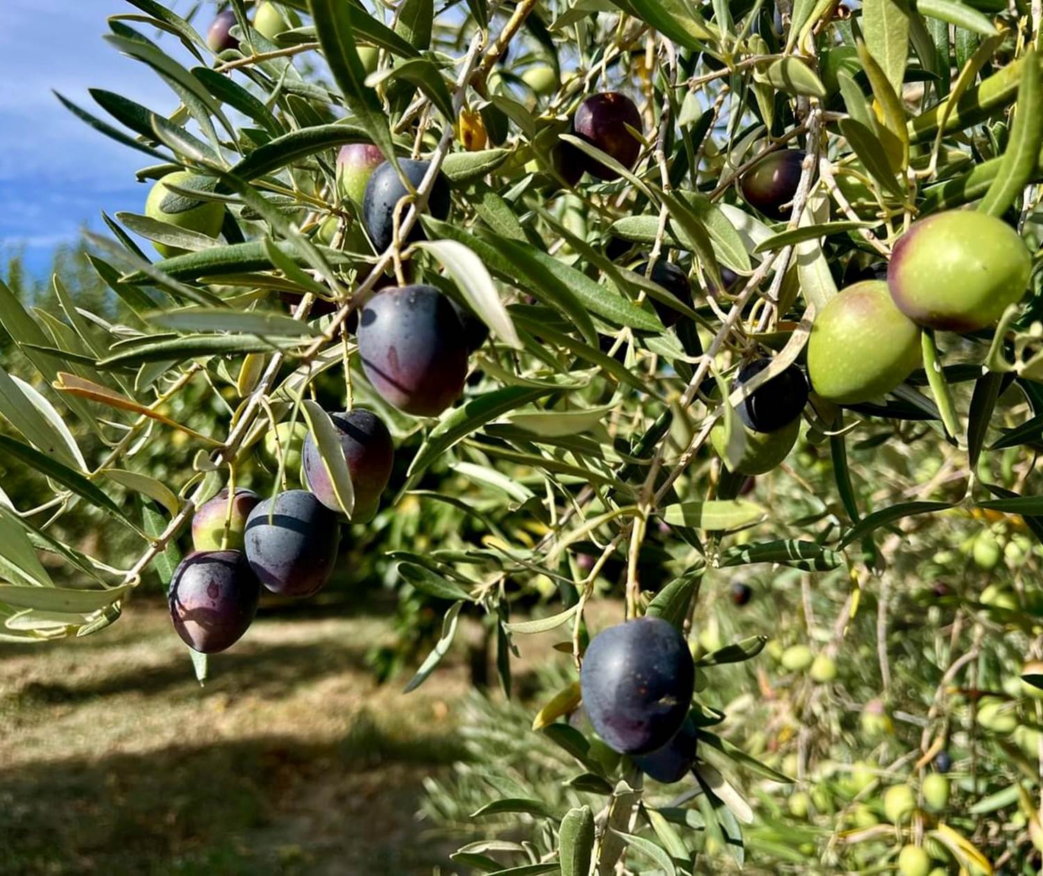 Villa Dolce Valle - Ragusa