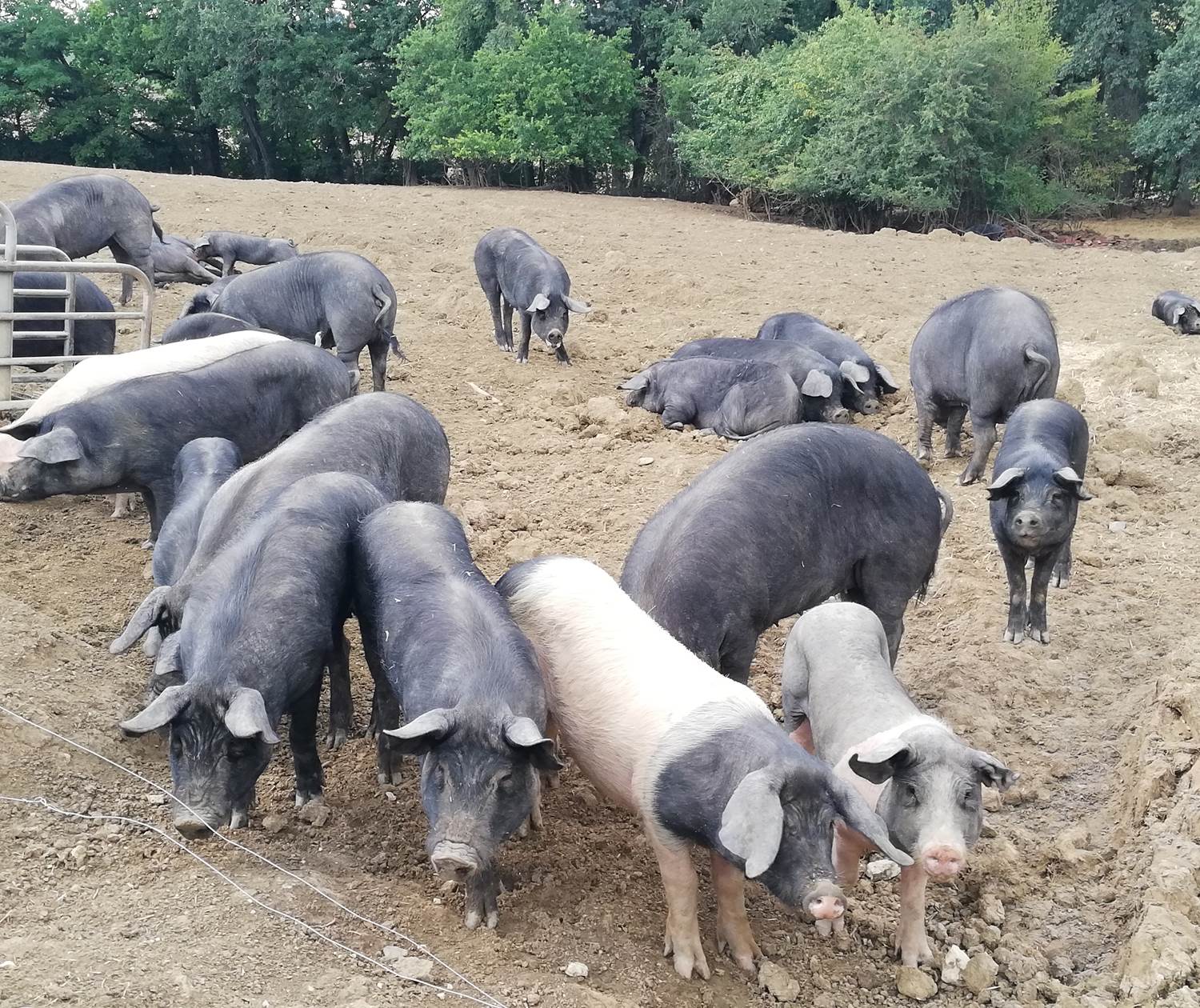 La Ferme de Martin Neuf