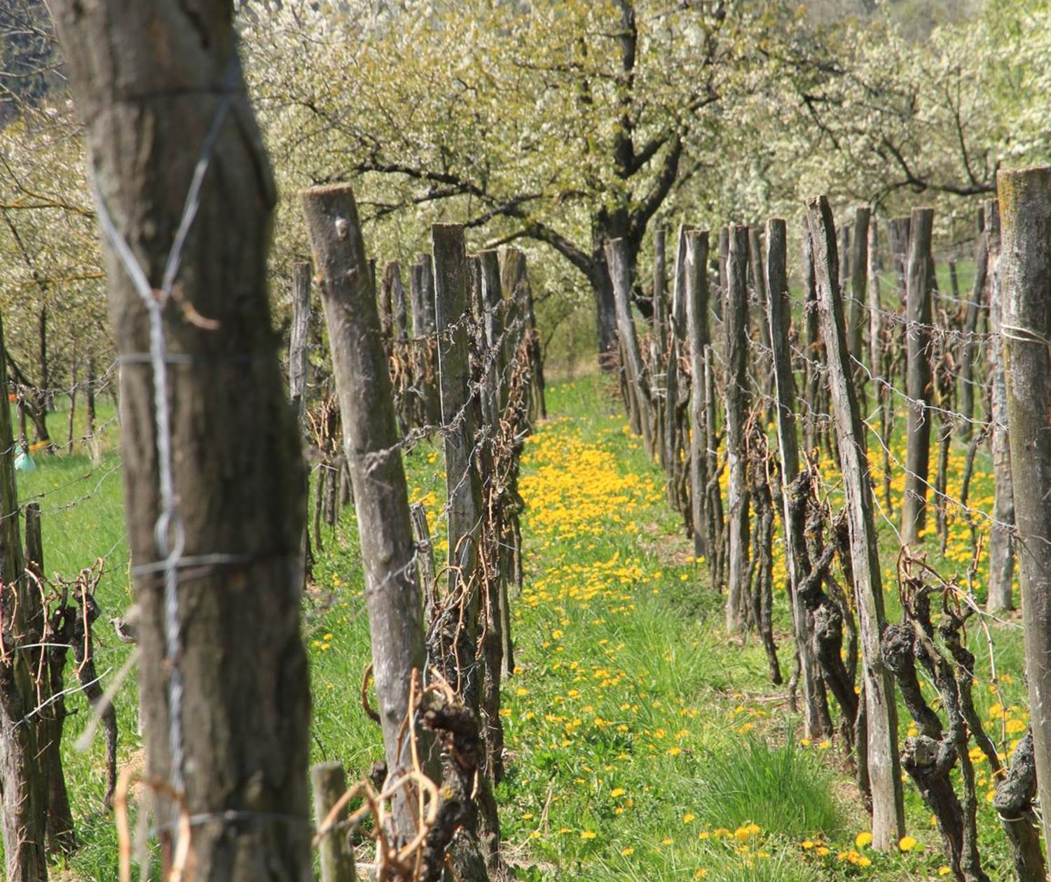 dans les vignes de wintzenheim kochersberg