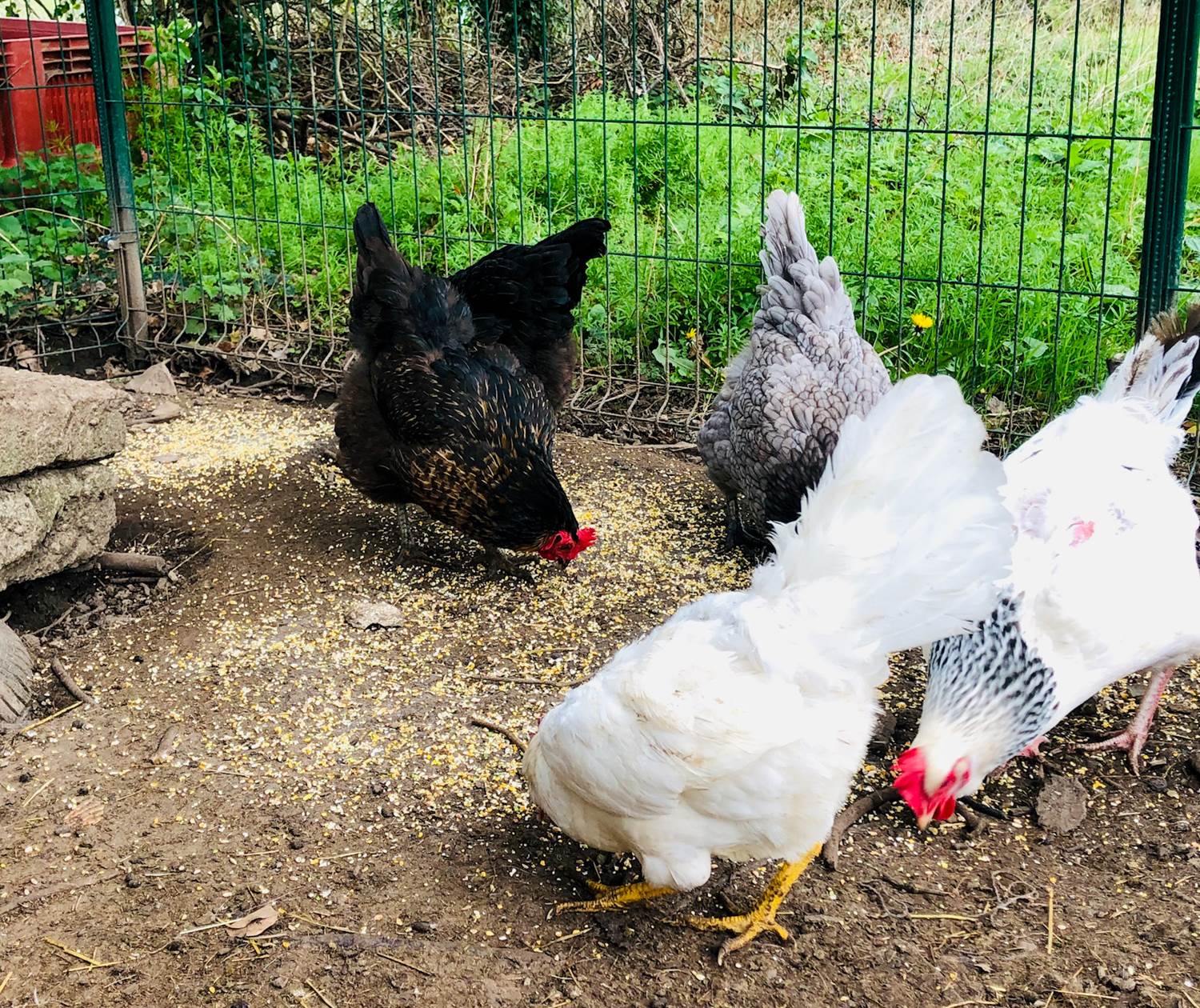 Faire connaissance avec nos poules