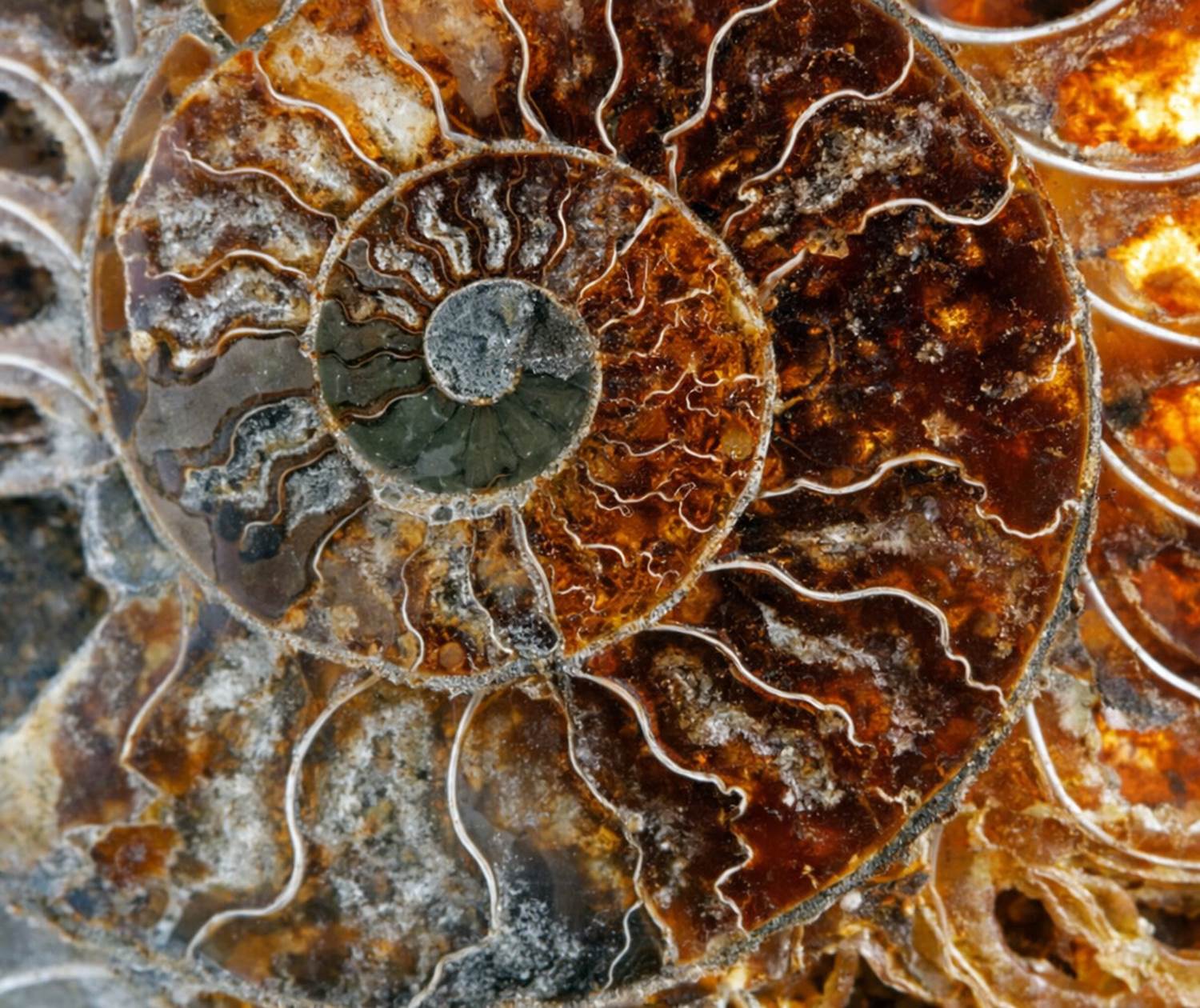 Une belle ammonite