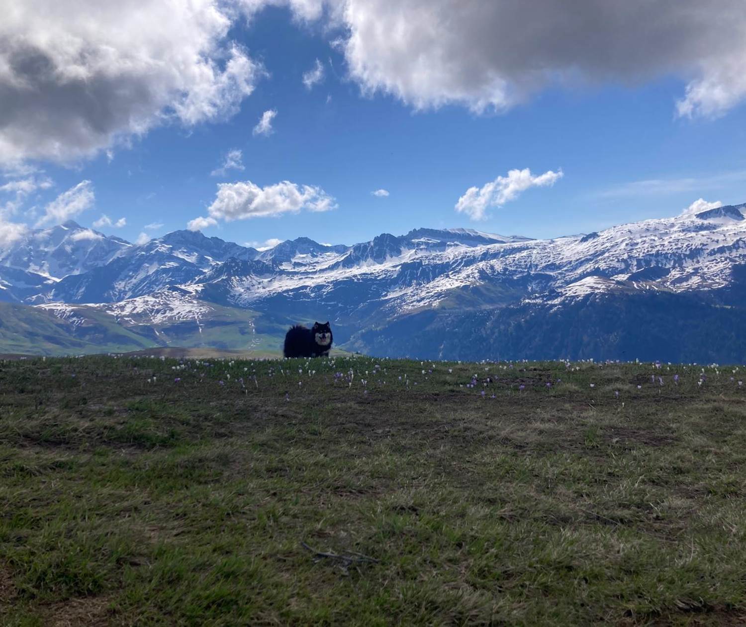 Randonnée avec mon chien